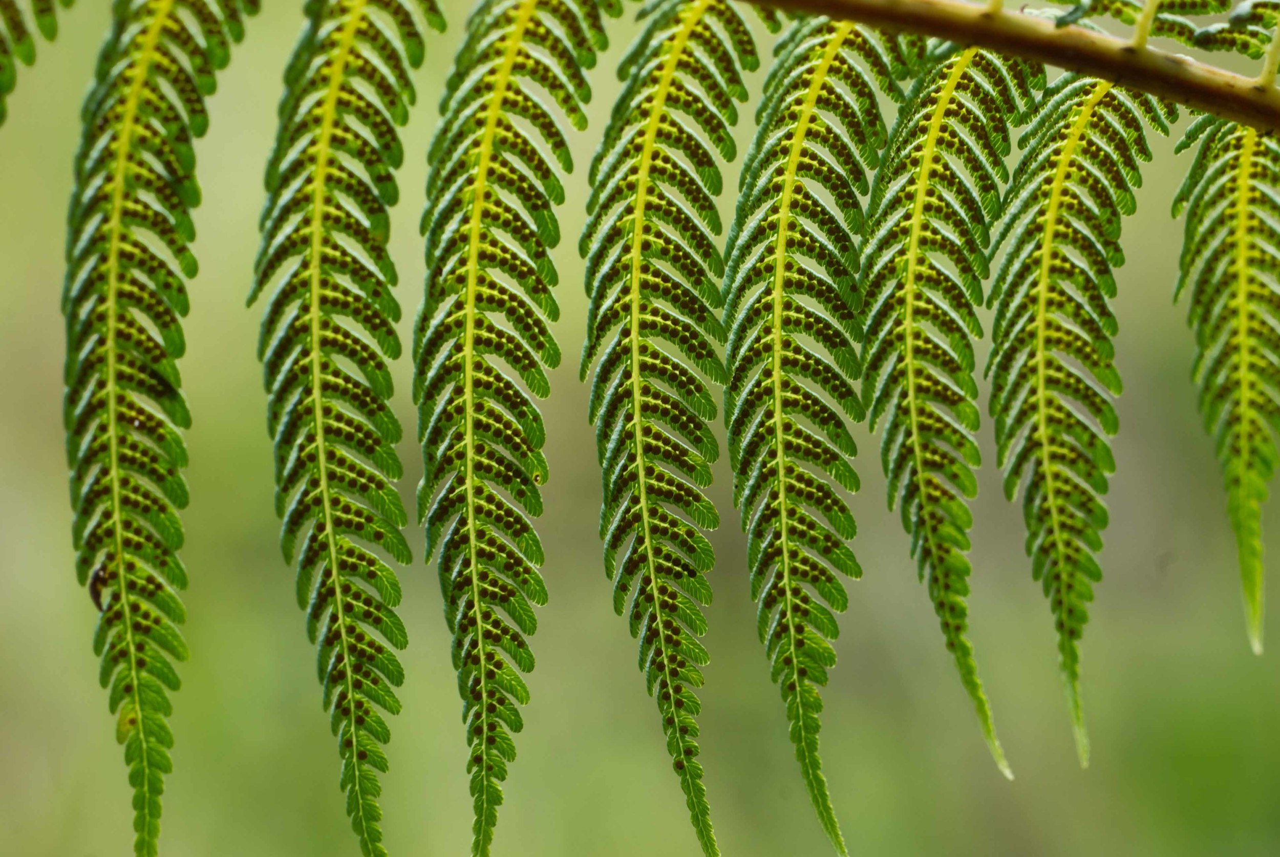 Cyathea_lunulata 006.jpg