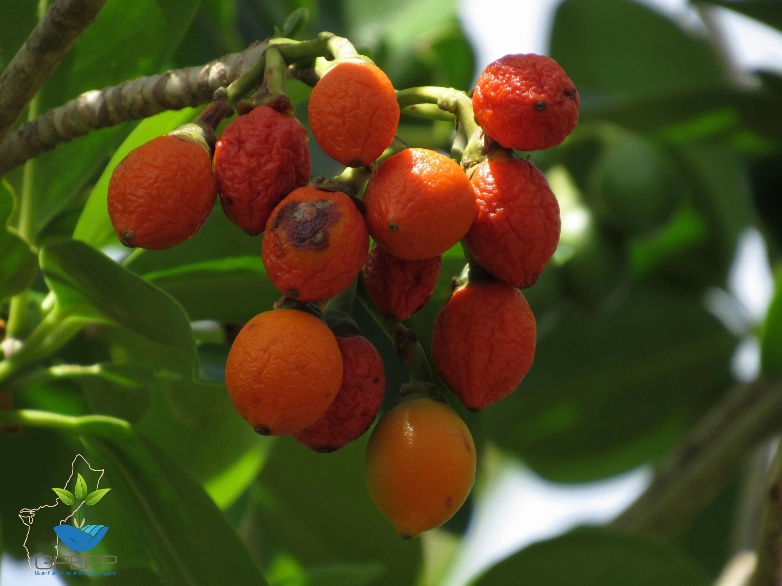Mature fruit