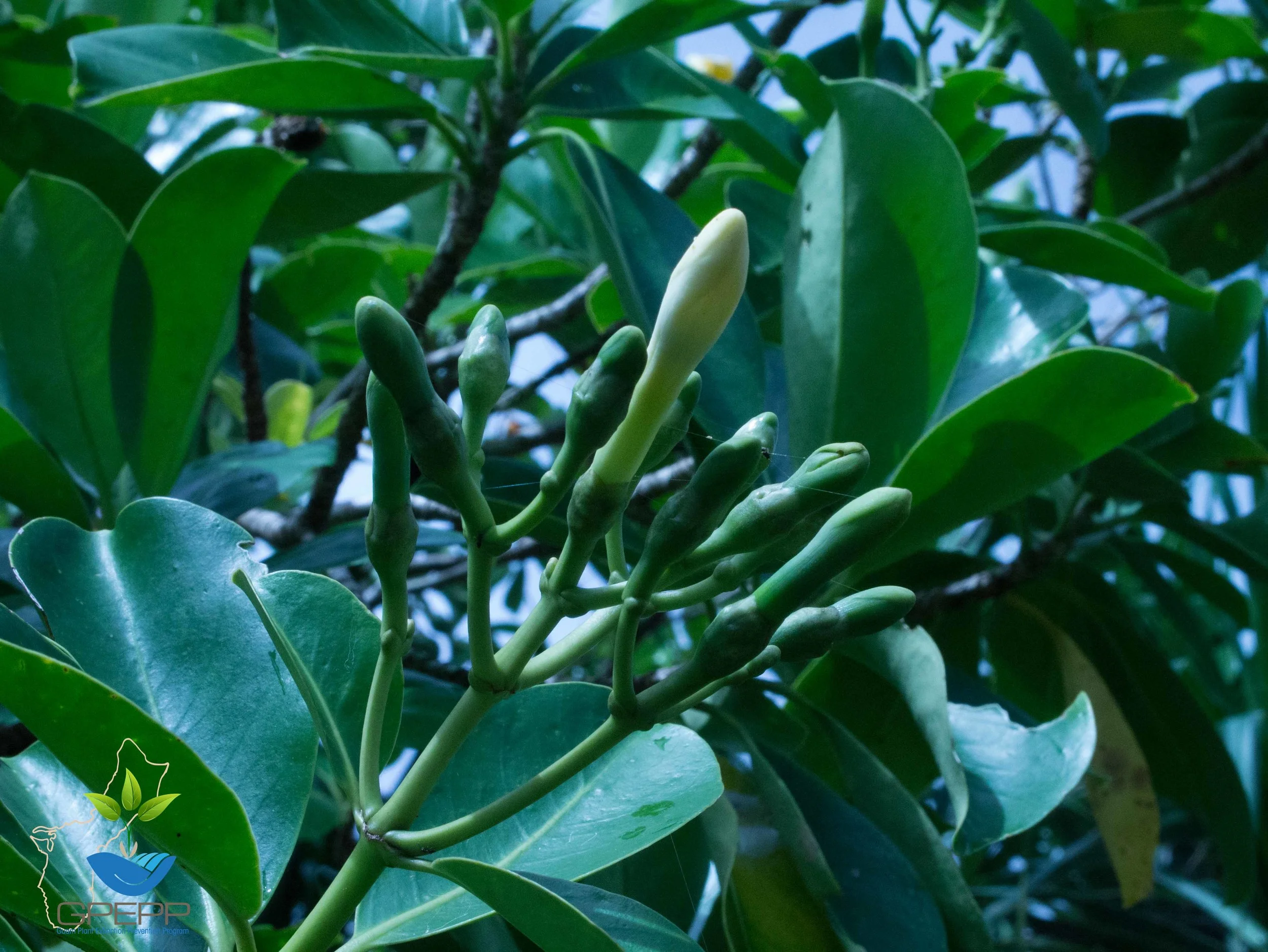 Flower buds