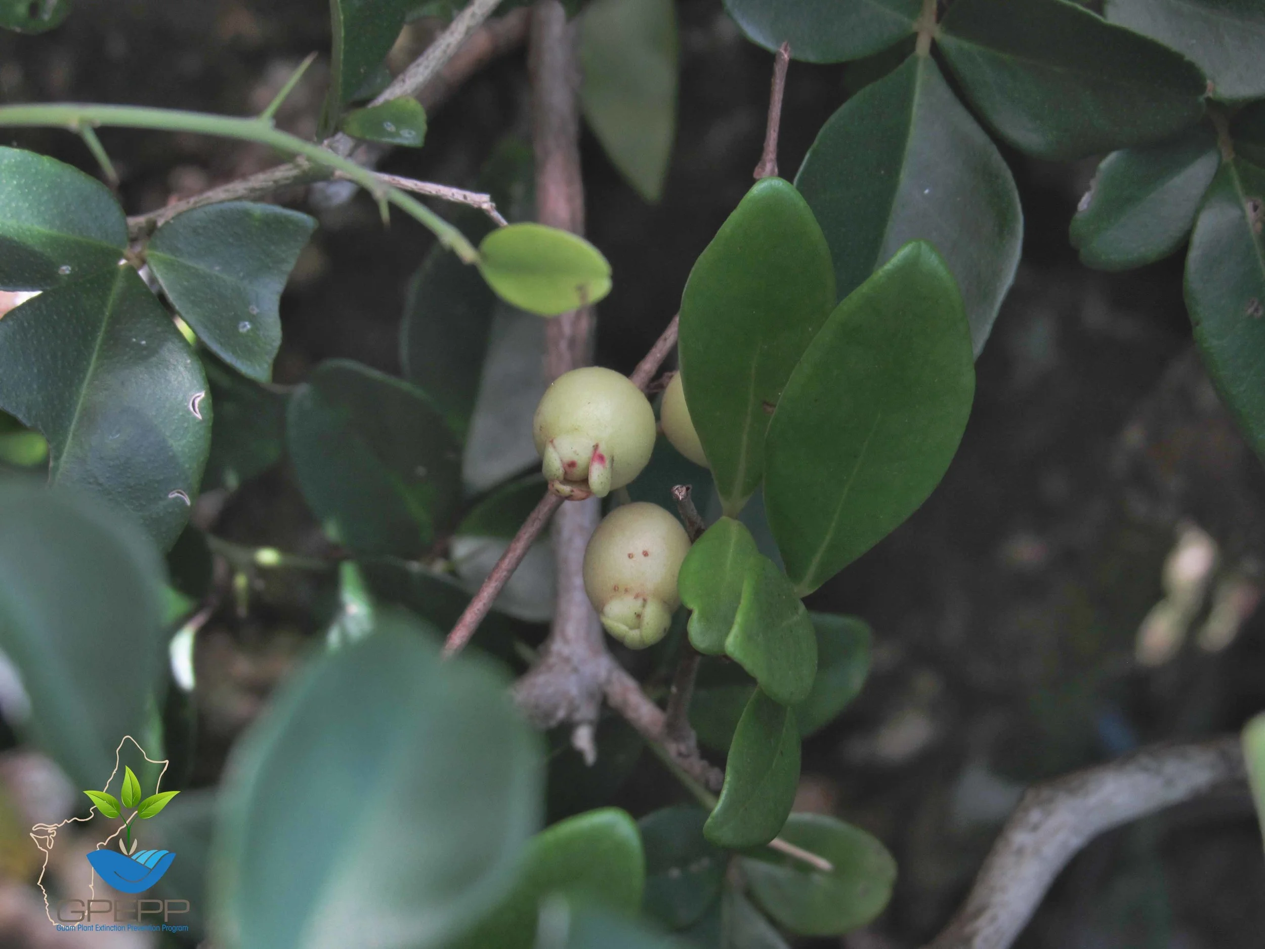 Immature fruit