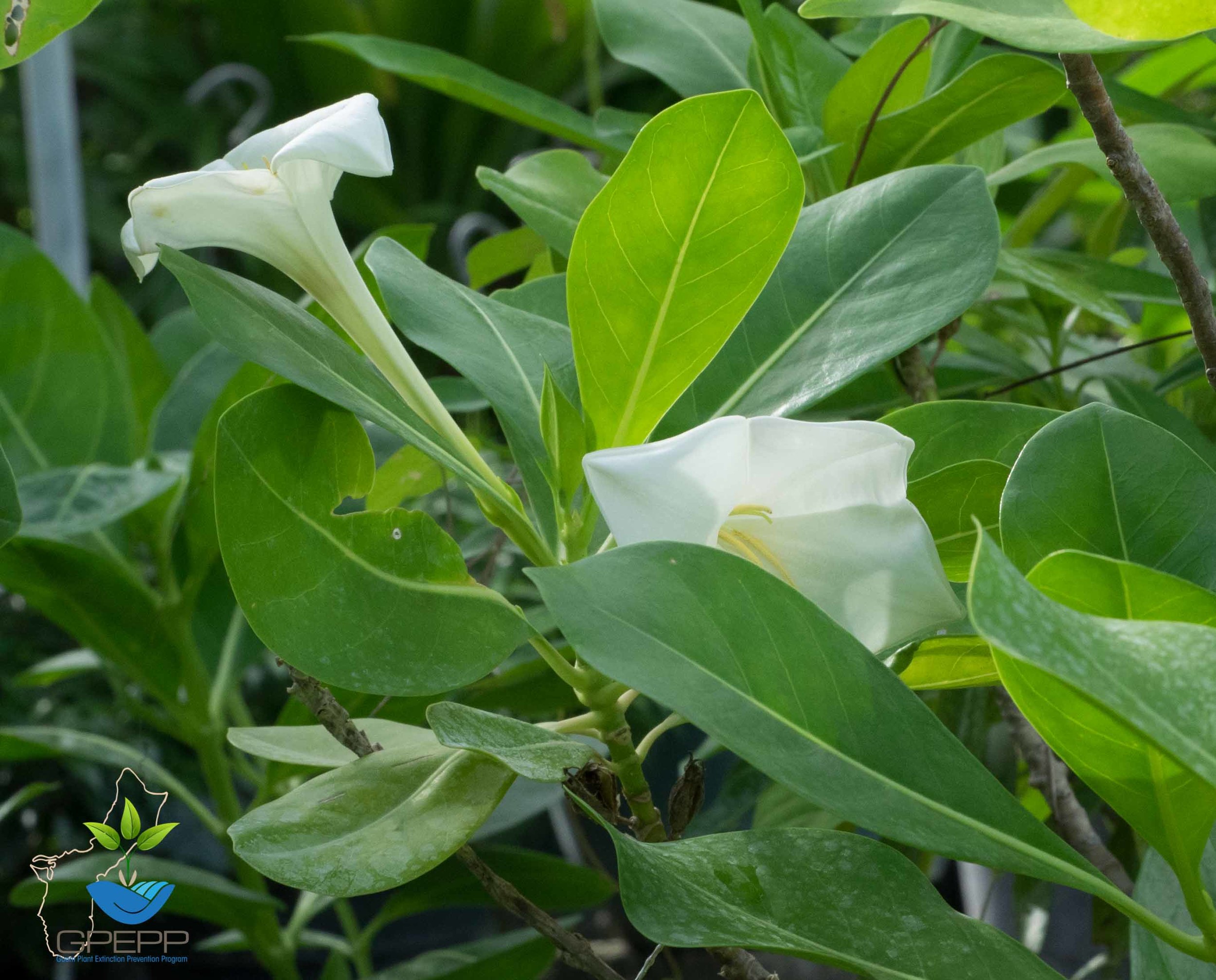  Side-view of flower    