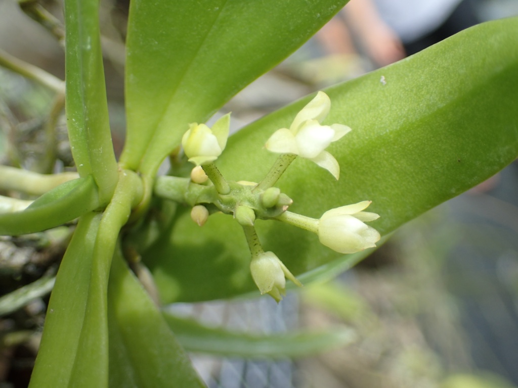 Tuberolabium guamense flowering in the nursery.