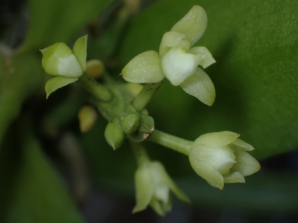 Tuberolabium flowering in the nursery.