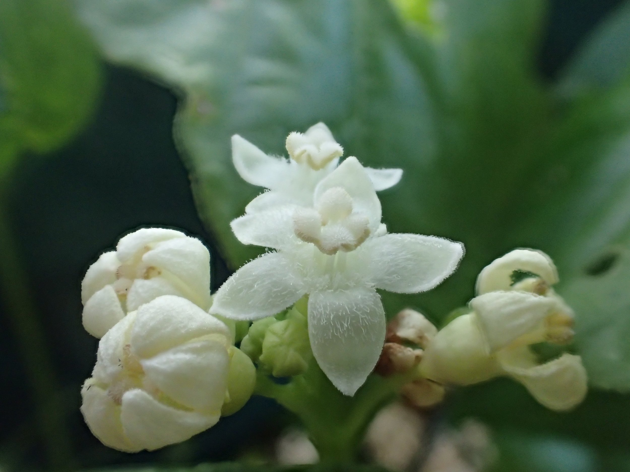 Zehneria flowers
