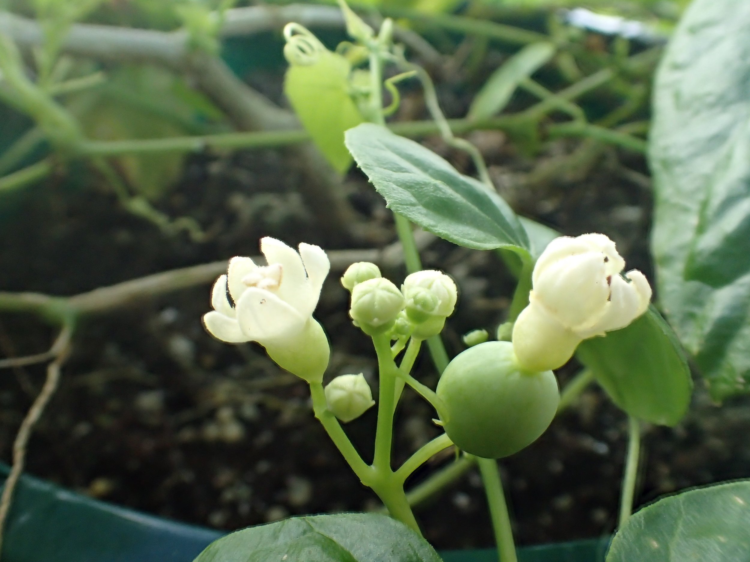 Zehneria buds, flowers, and immature fruit.