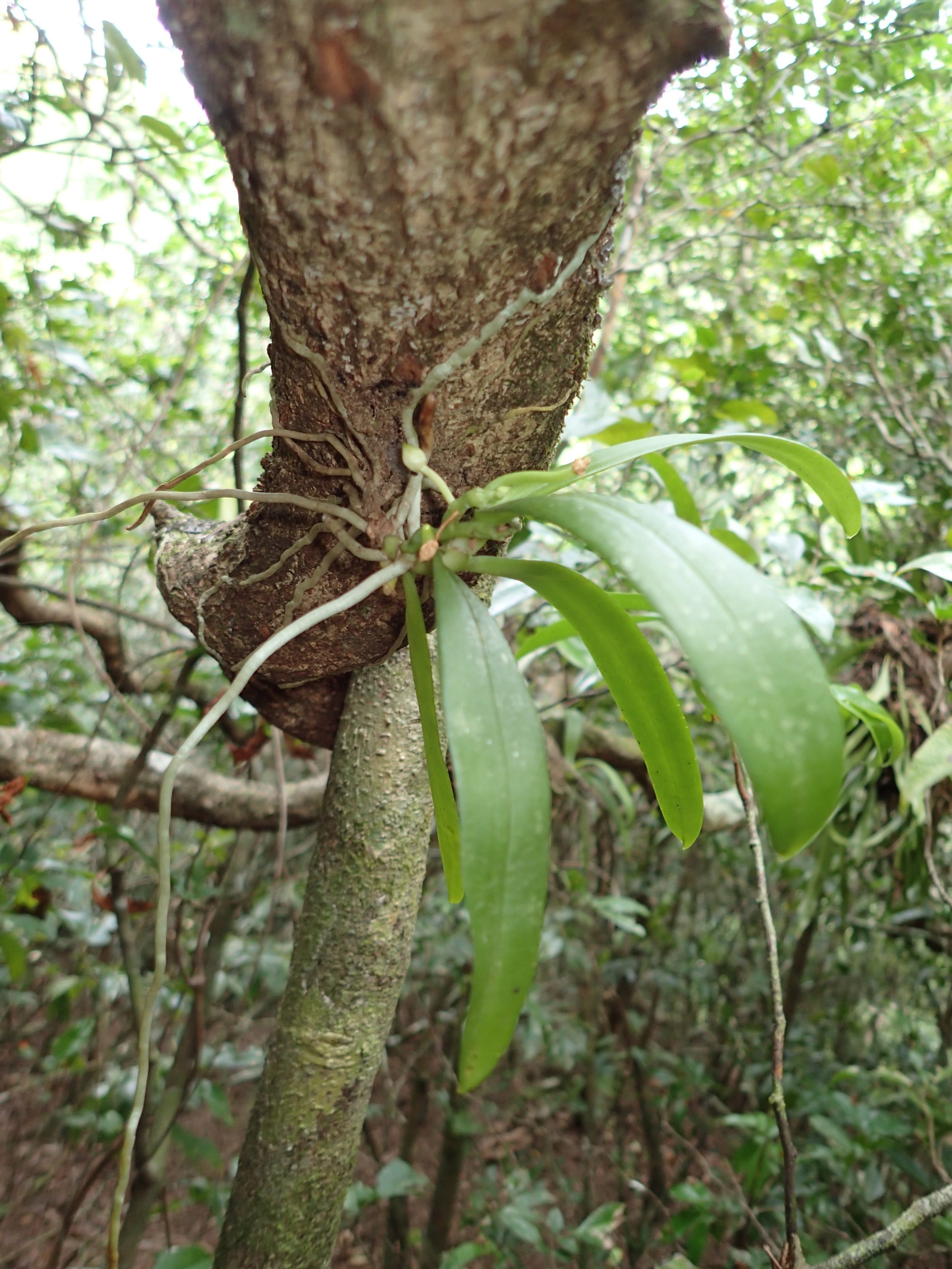 Tuberolabium guamense in the field growing on an Entada pursaetha vine.