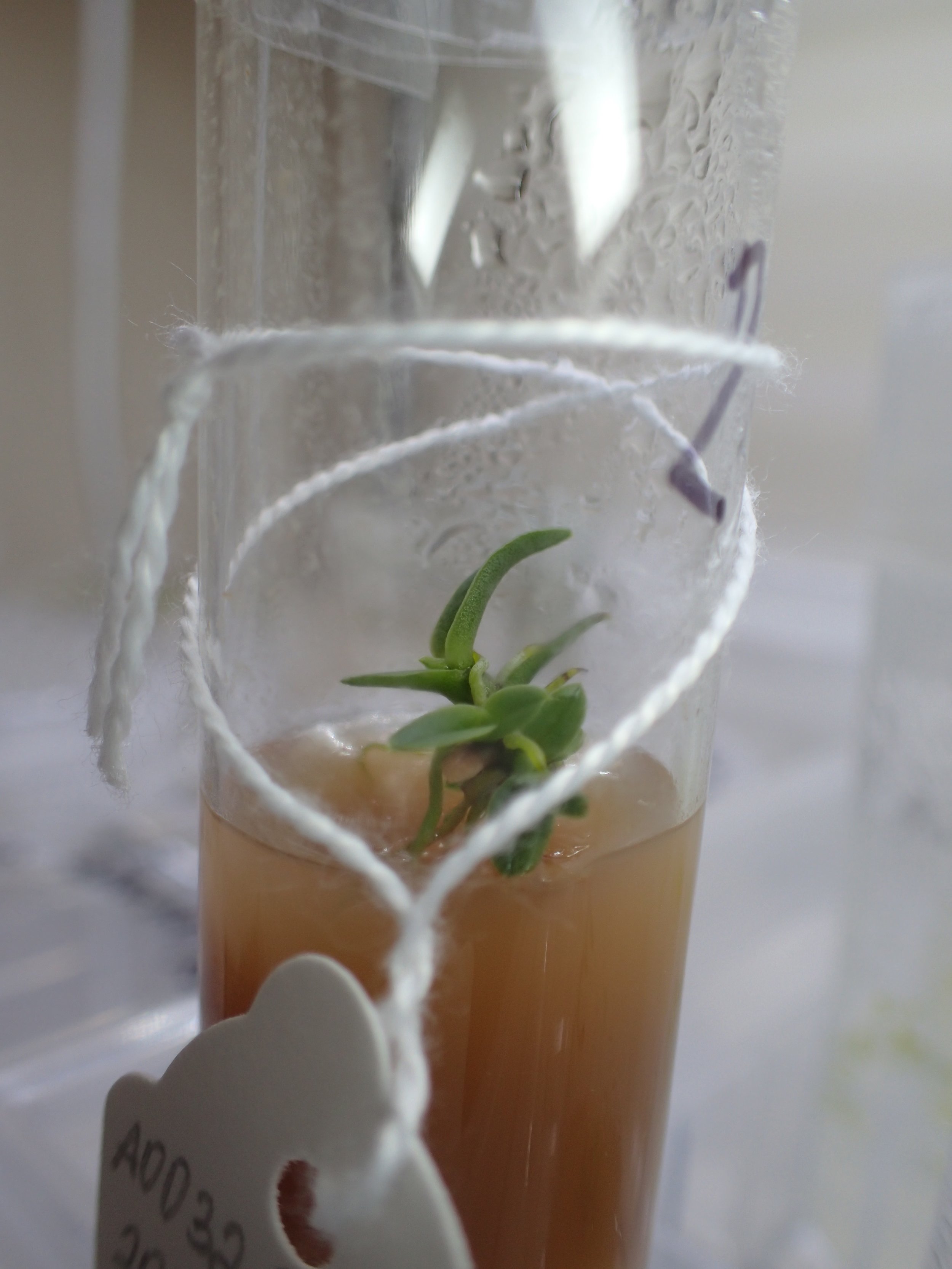 Bulbophyllum guamense in media.