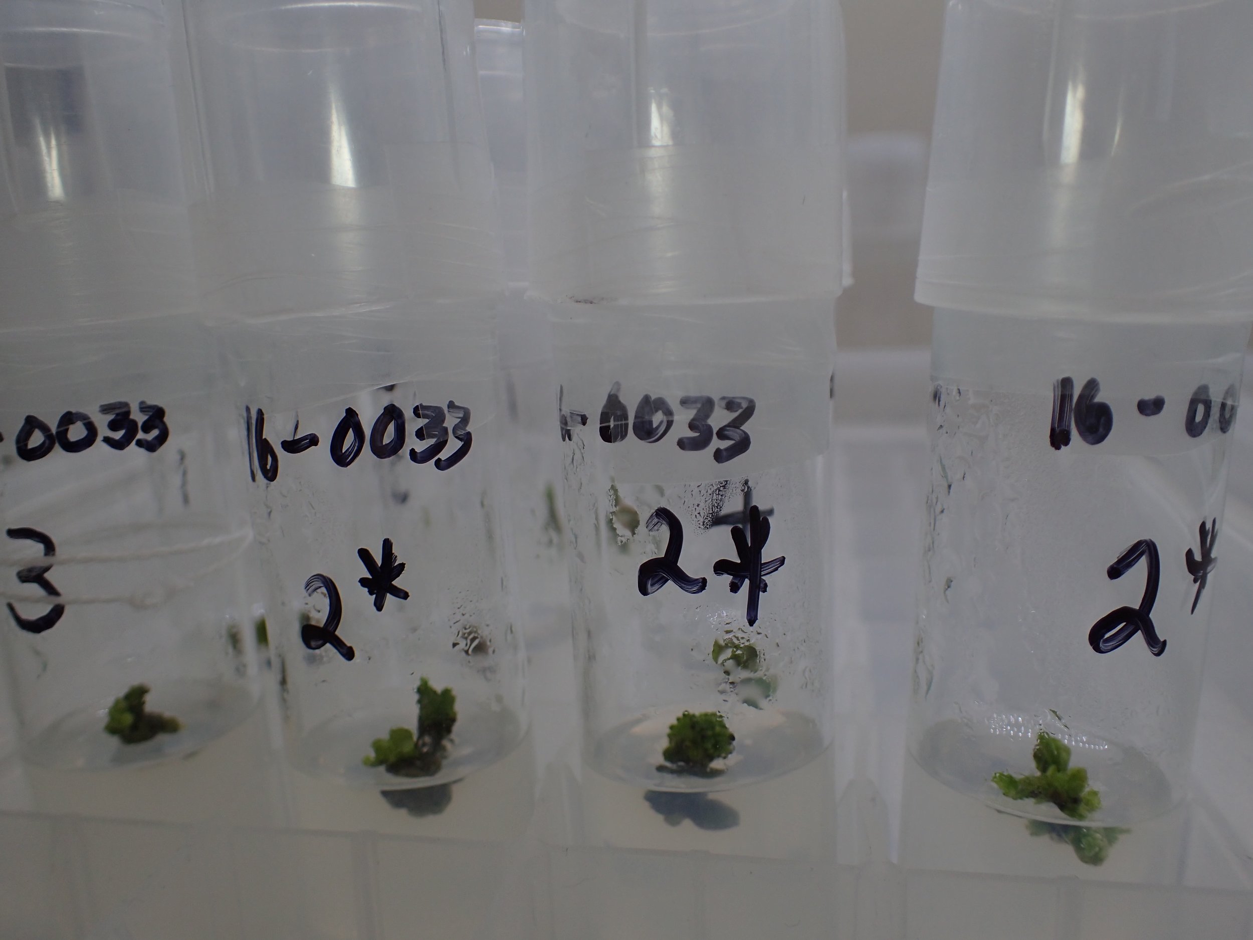 Serianthes nelsonii in media.