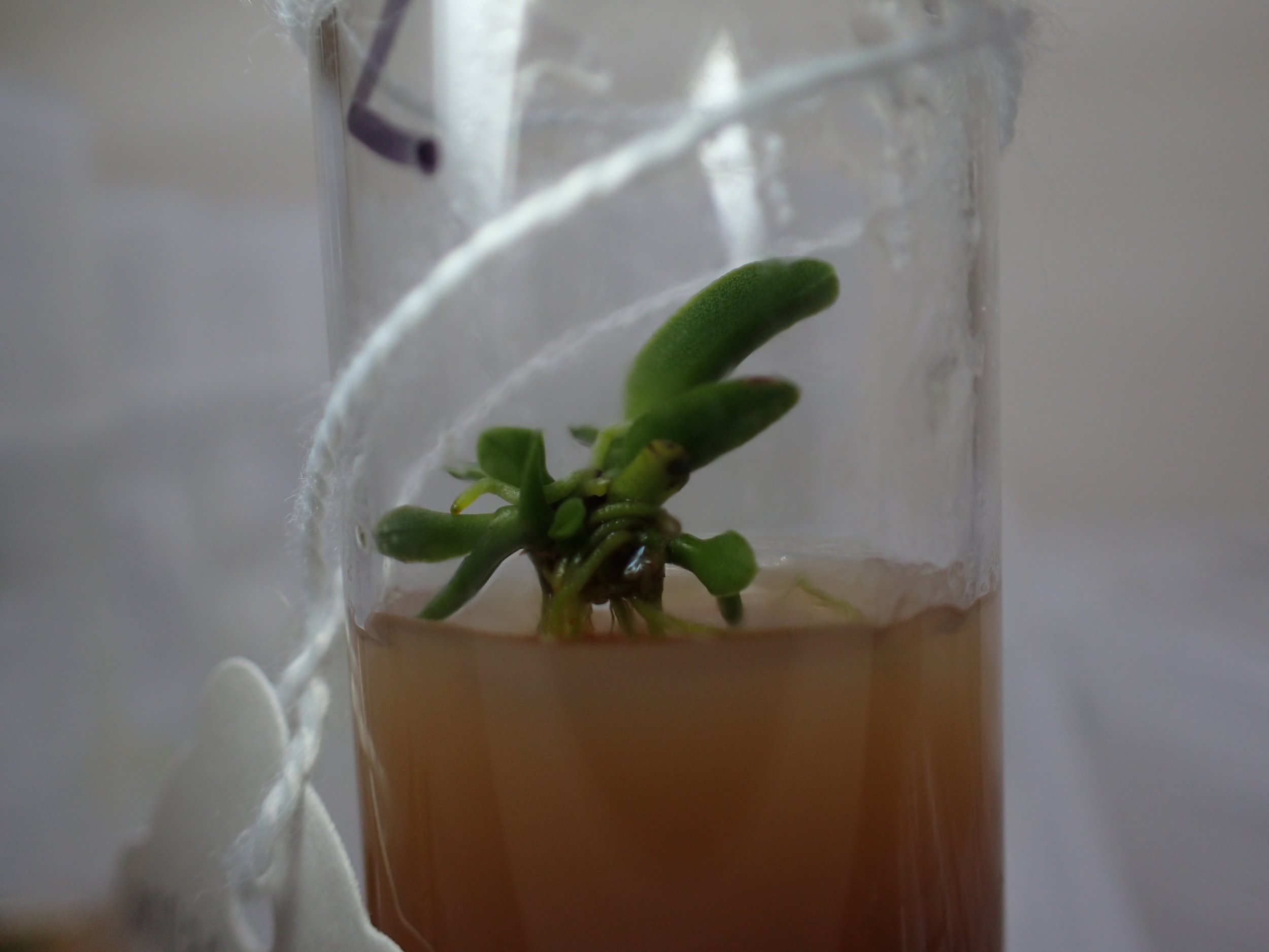 Bulbophyllum guamense in media.