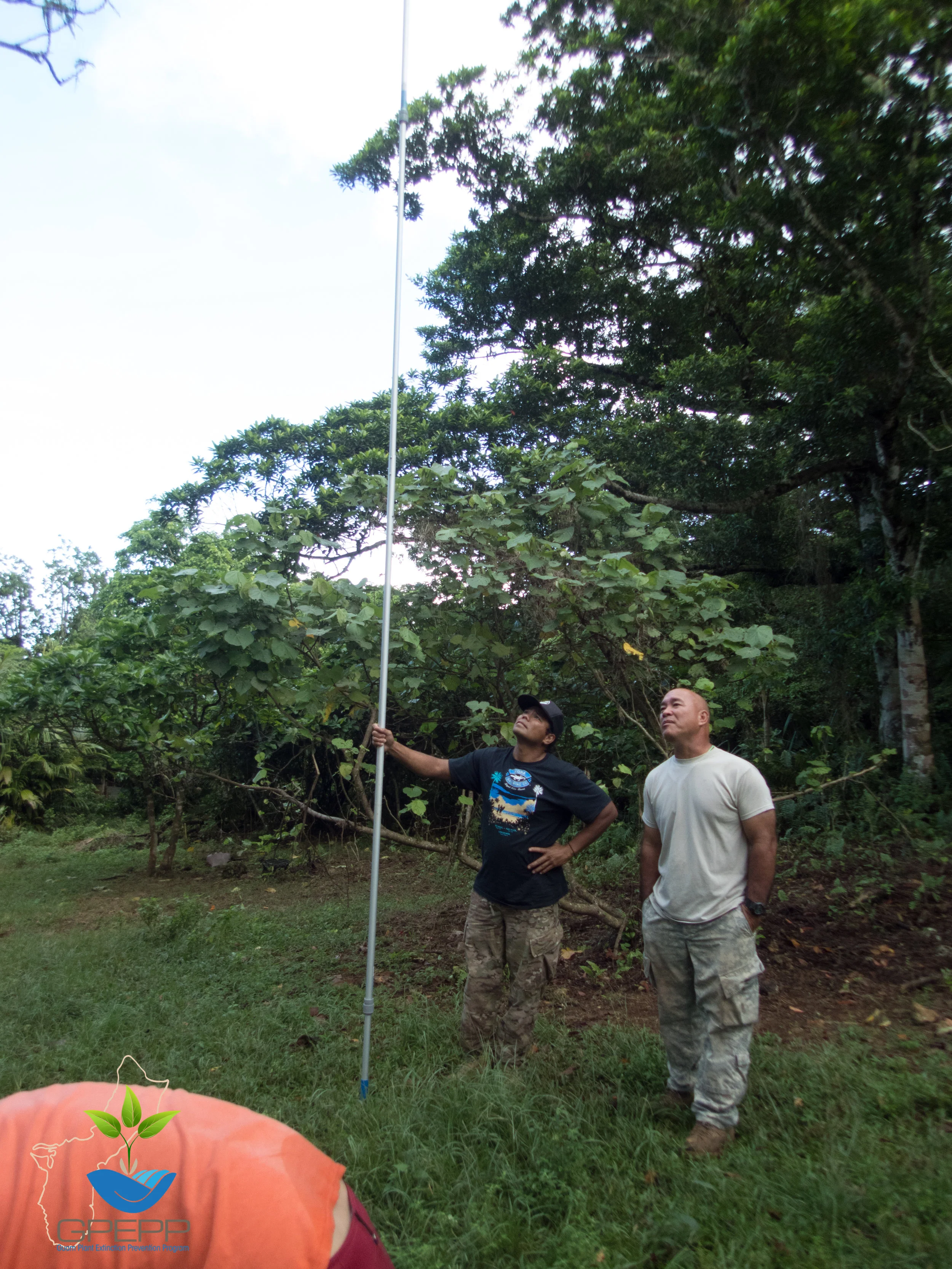 Joe (with the leaf picker) and James looking at a large Serianthes.