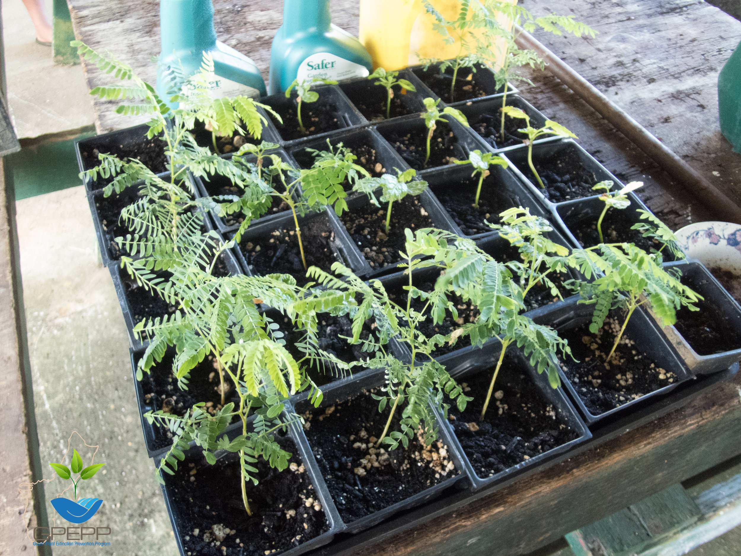 A tray of Osmoxylon mariannensis and S erianthes nelsonii seedlings at the Rota Forestry nursery.