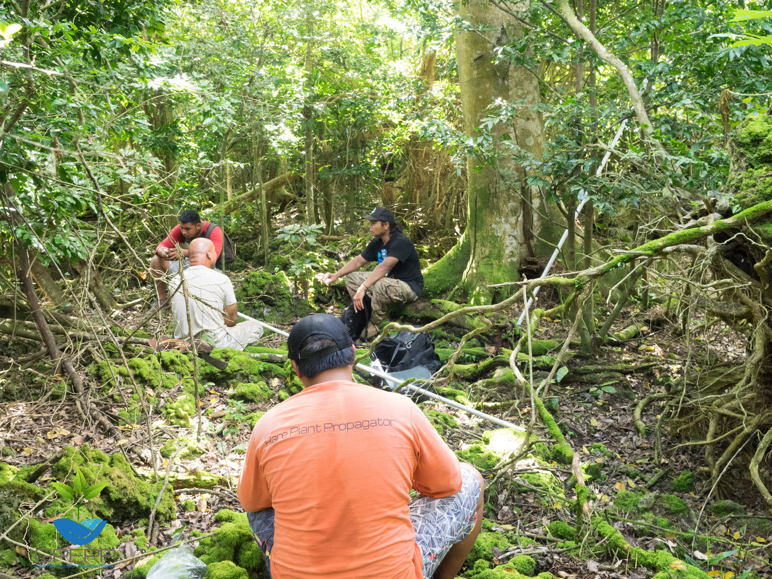 Taking a break under a wild Serianthes . (Trunk behind Joe)