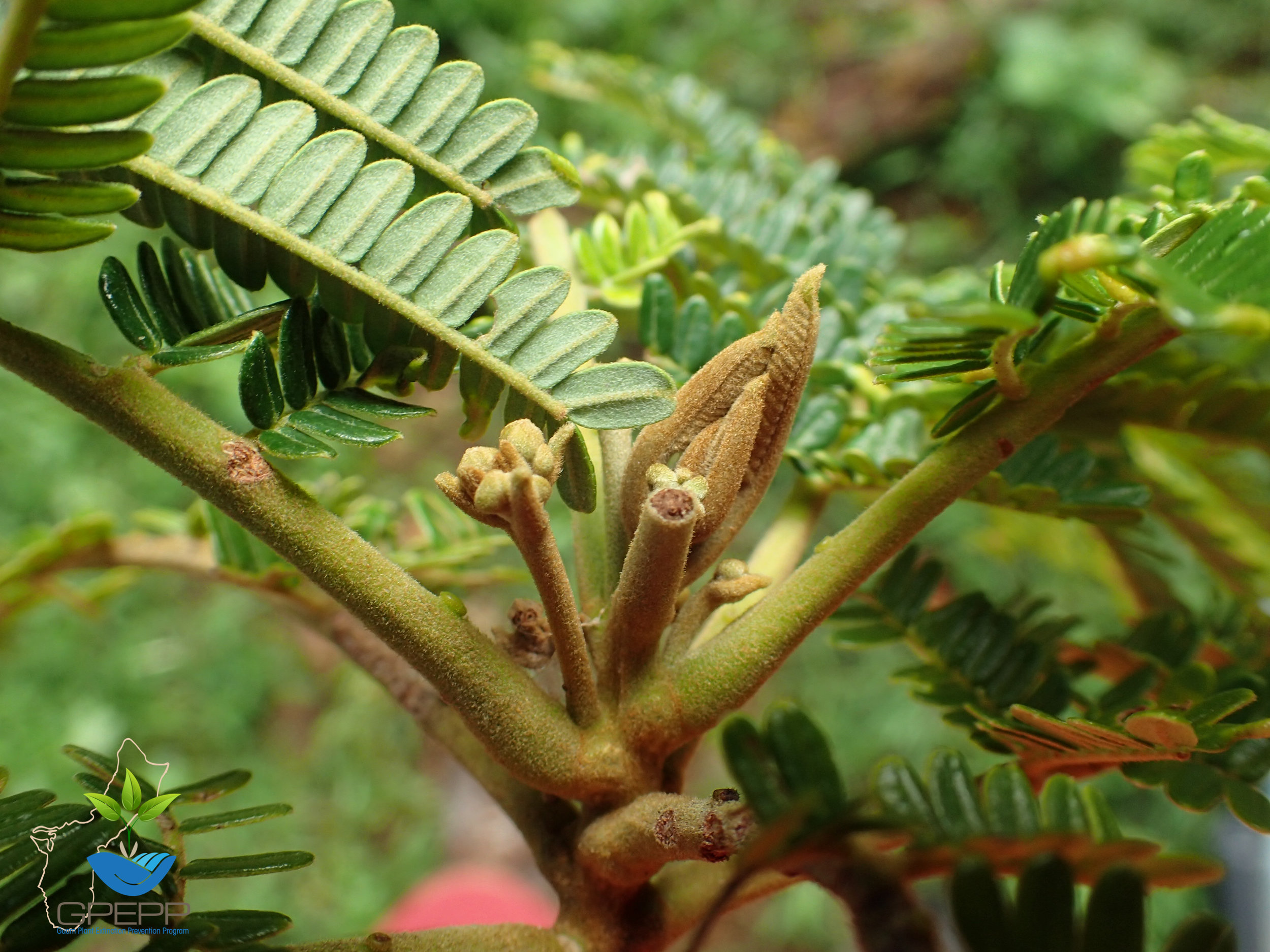 Serianthes flower buds.