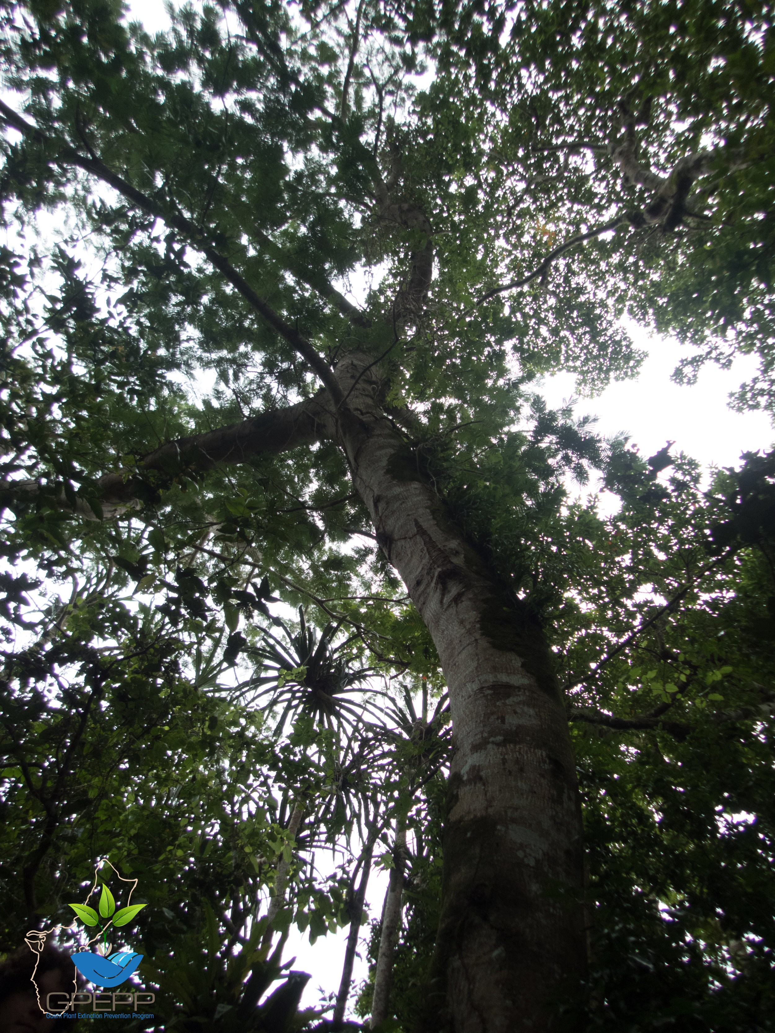 Looking into the canopy of a Serianthes.