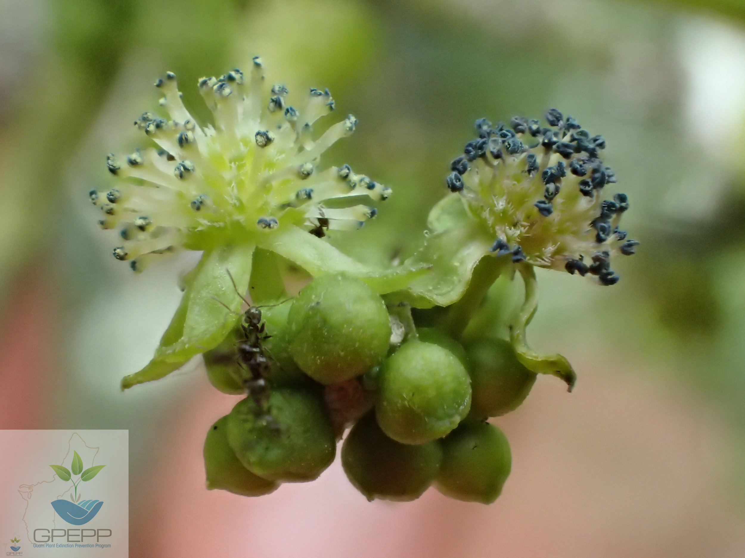 Flowers and buds