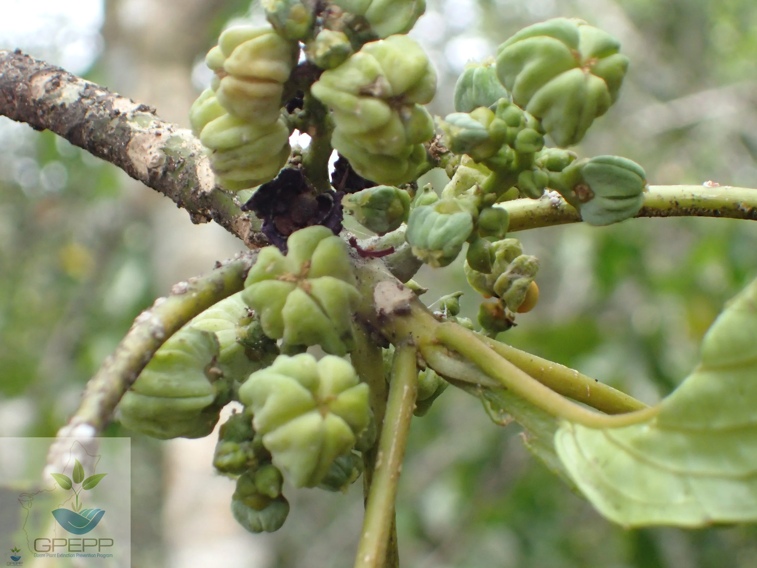 Immature and mature fruit. Purple capsule and exposed seeds hidden near stem.