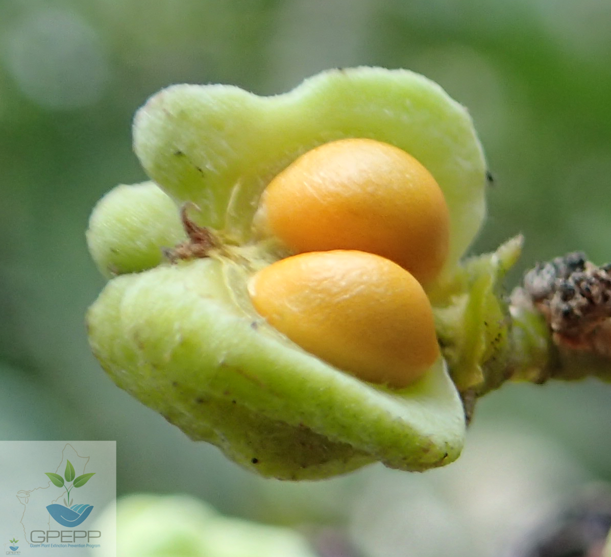 Mature fruit with one of three capsules already fallen, exposing orange-skinned seed.