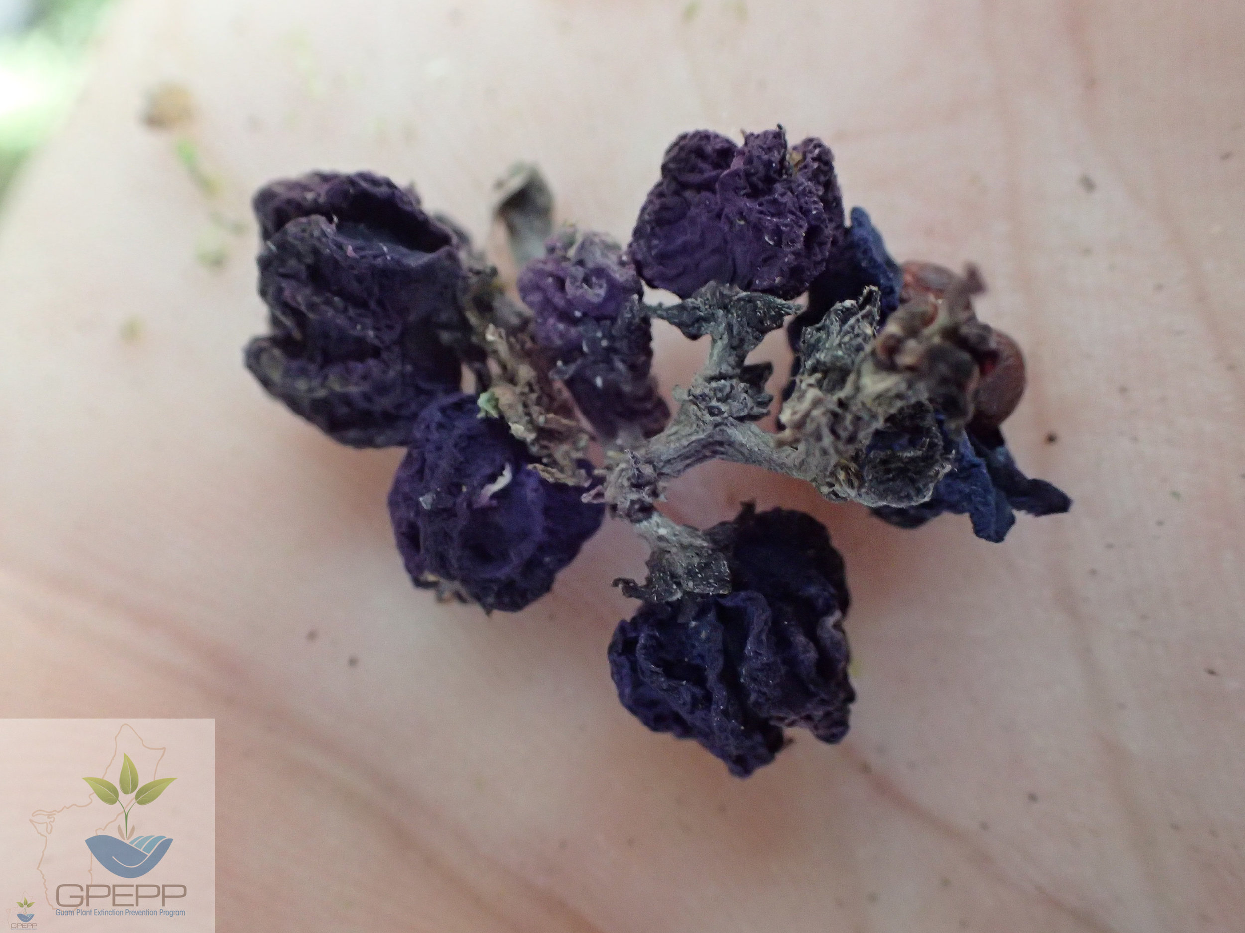 Mature purple fruit (dry)