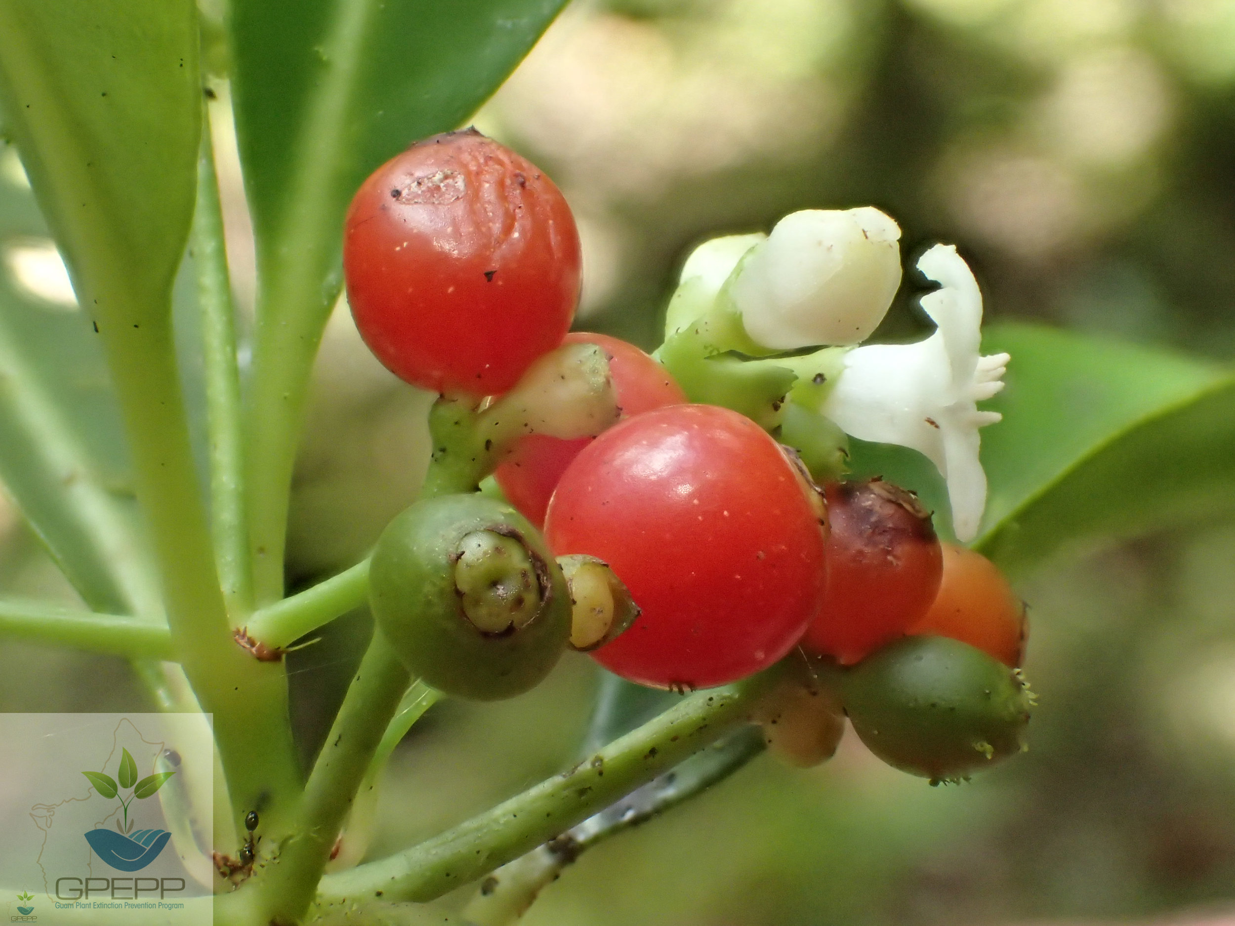 Fruit and flower from leaf axis