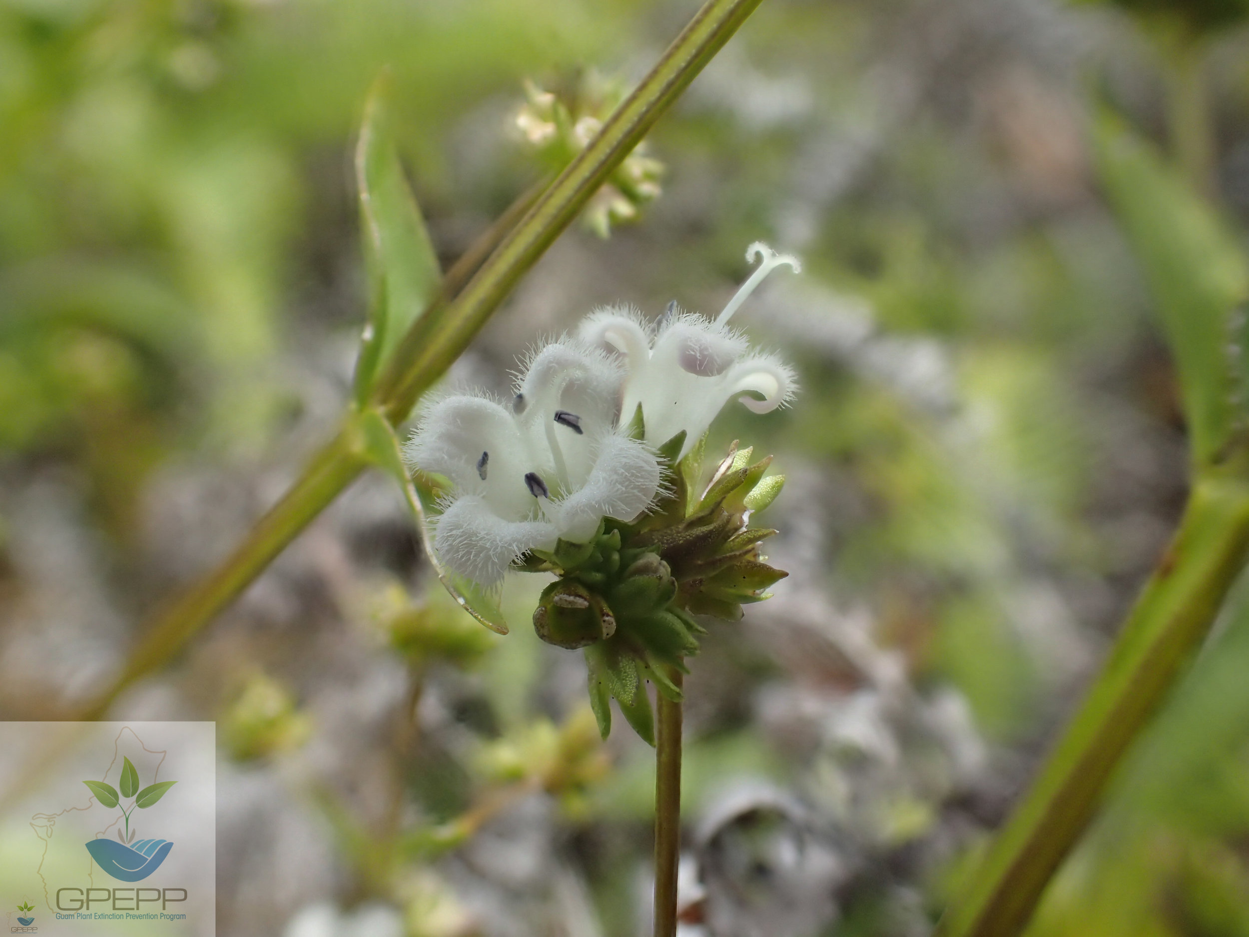 Flowers (much shorter than Hedyotis megalantha)