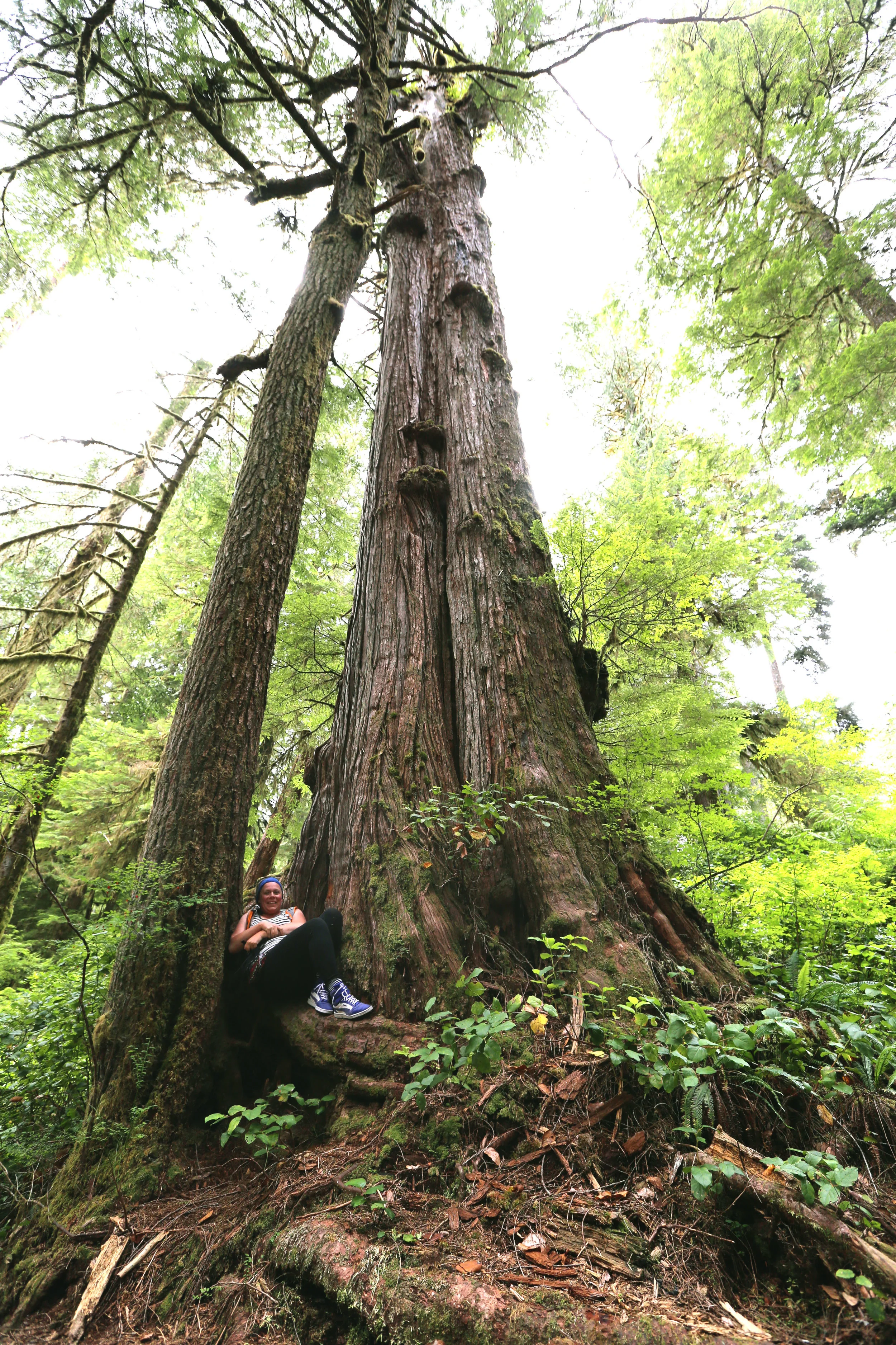 Me and a Big Old Tree, July 2016