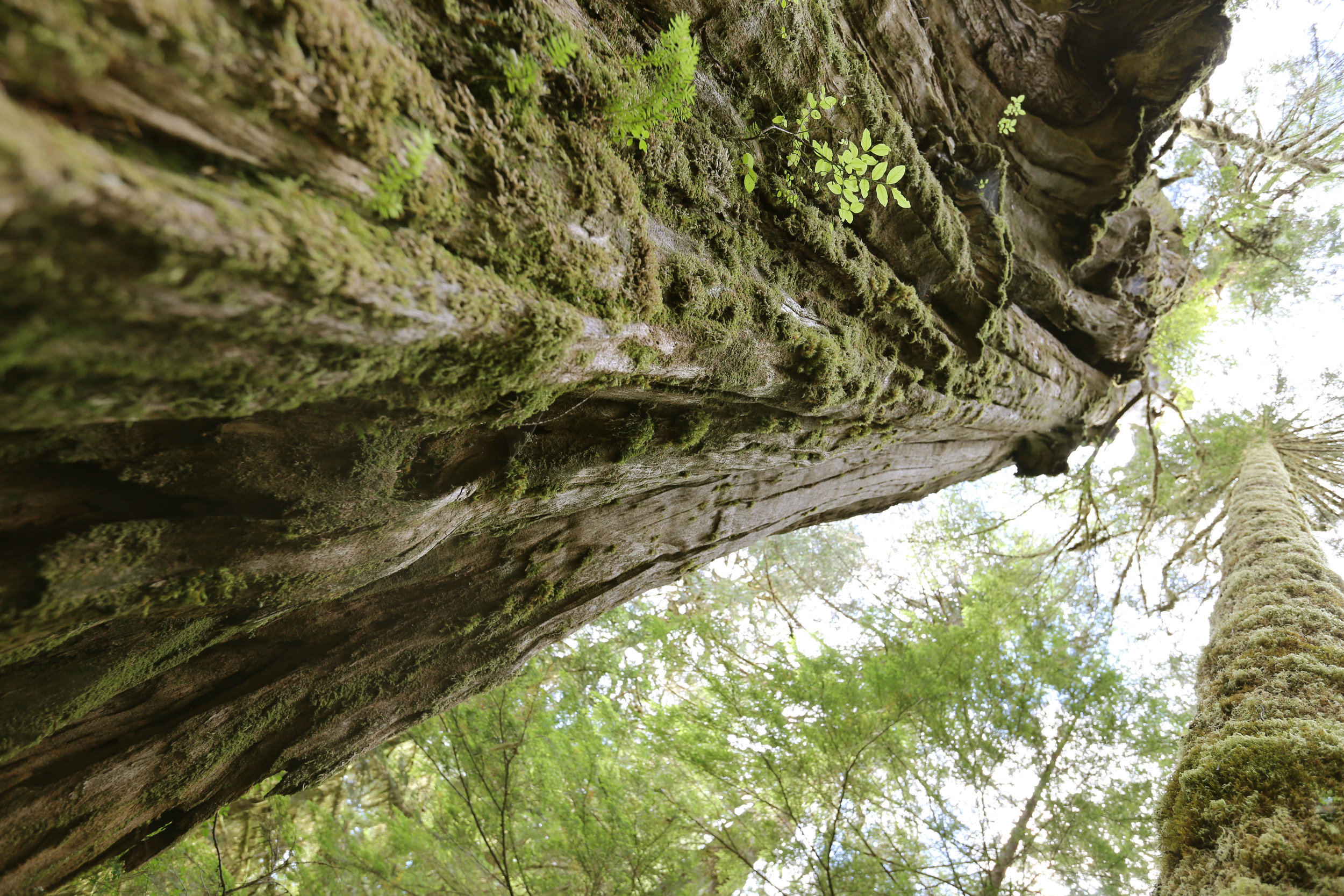 Ancient Tree, Kax:iks, July 2016