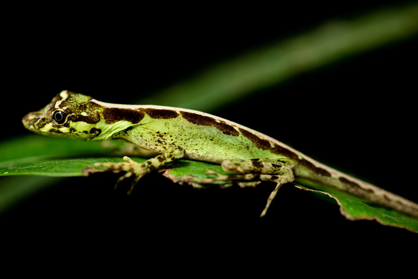 SC1_6271.jpg