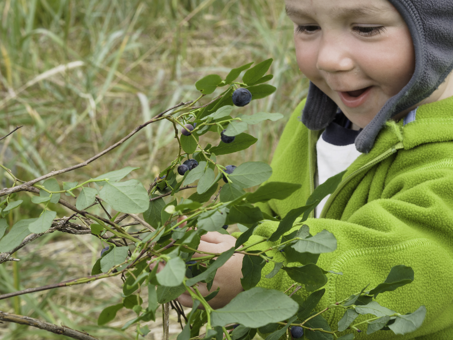Wild Blueberries 