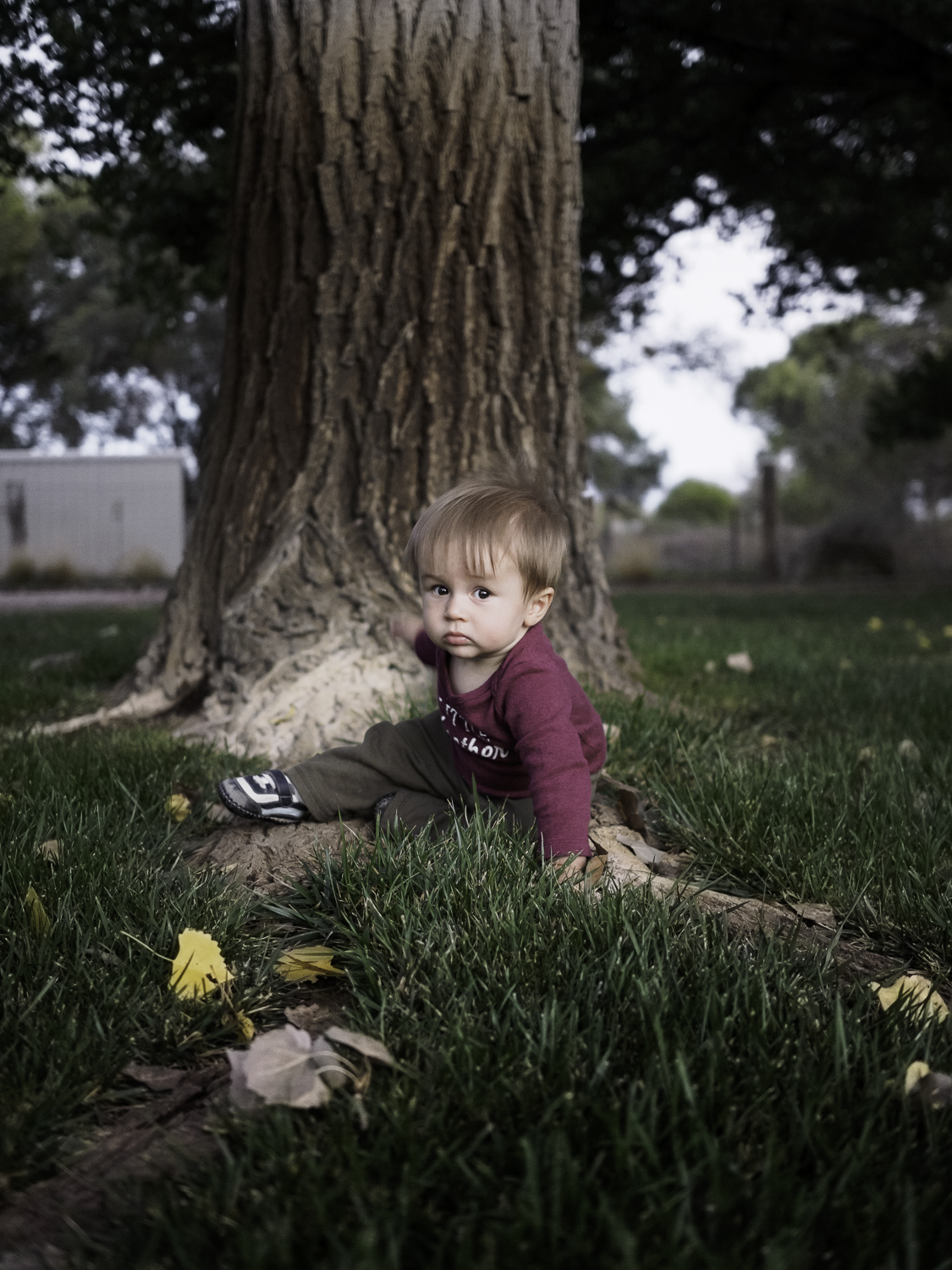 Lawn Boy