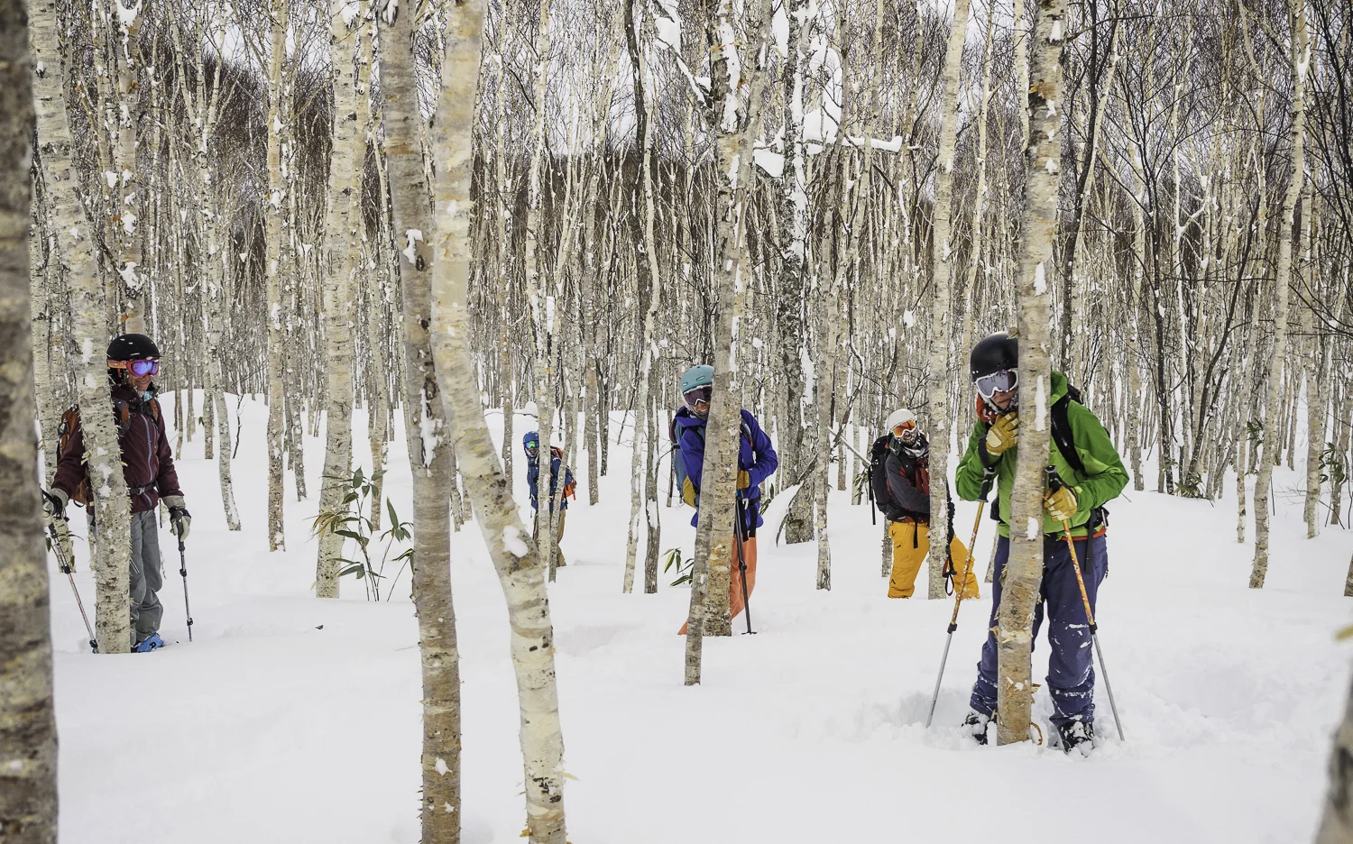 Japanese Silver Birch