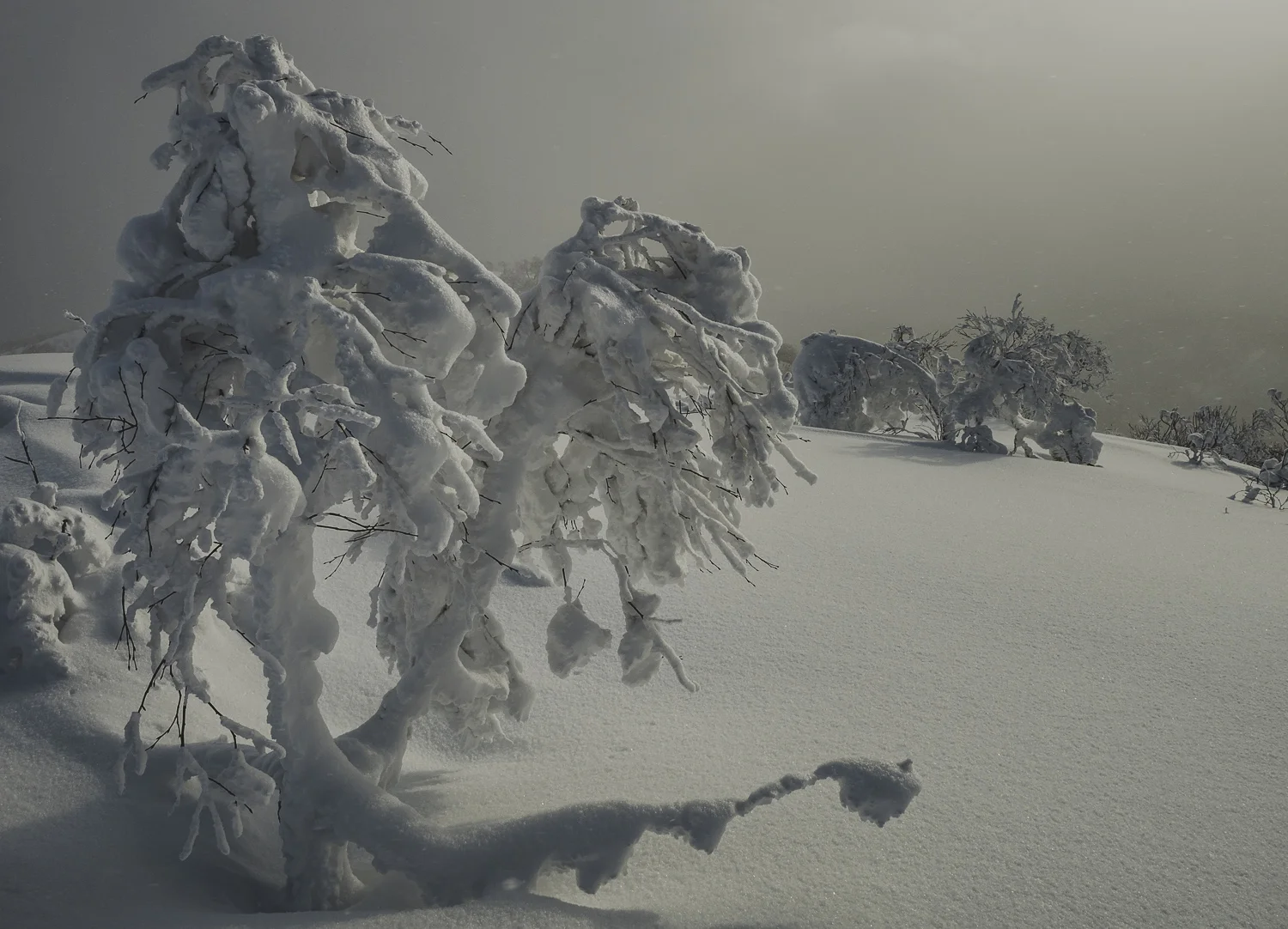 Blanketed&nbsp;