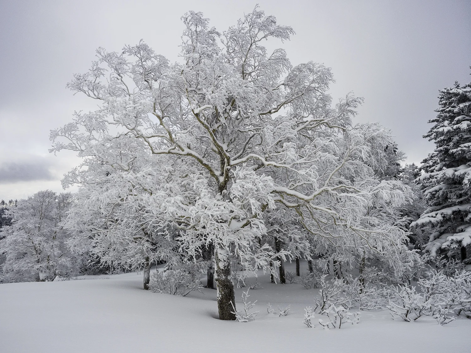 Narnia Tree - Mt. Sandanyama