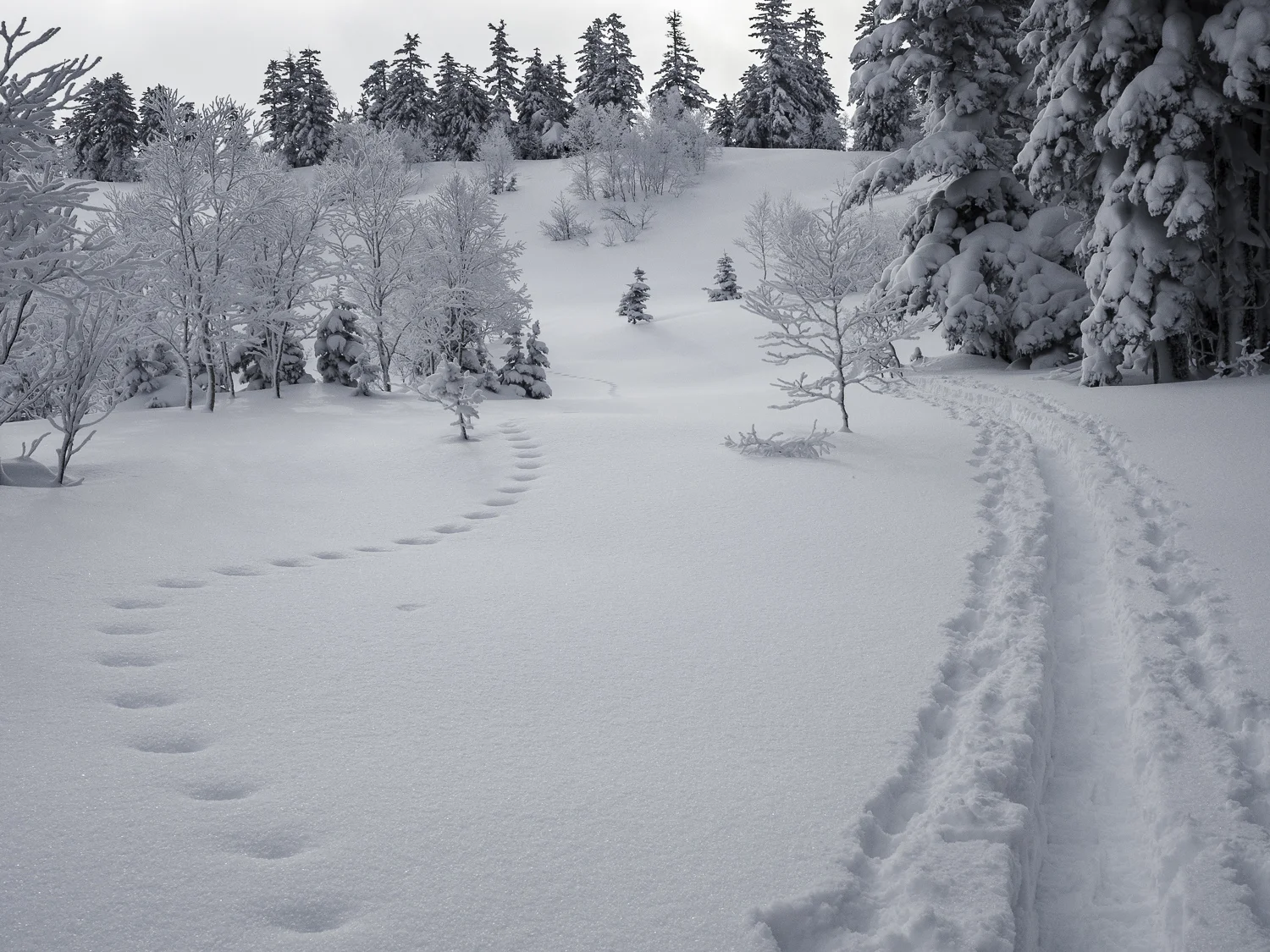 We followed the Rabbit through the Forest&nbsp;