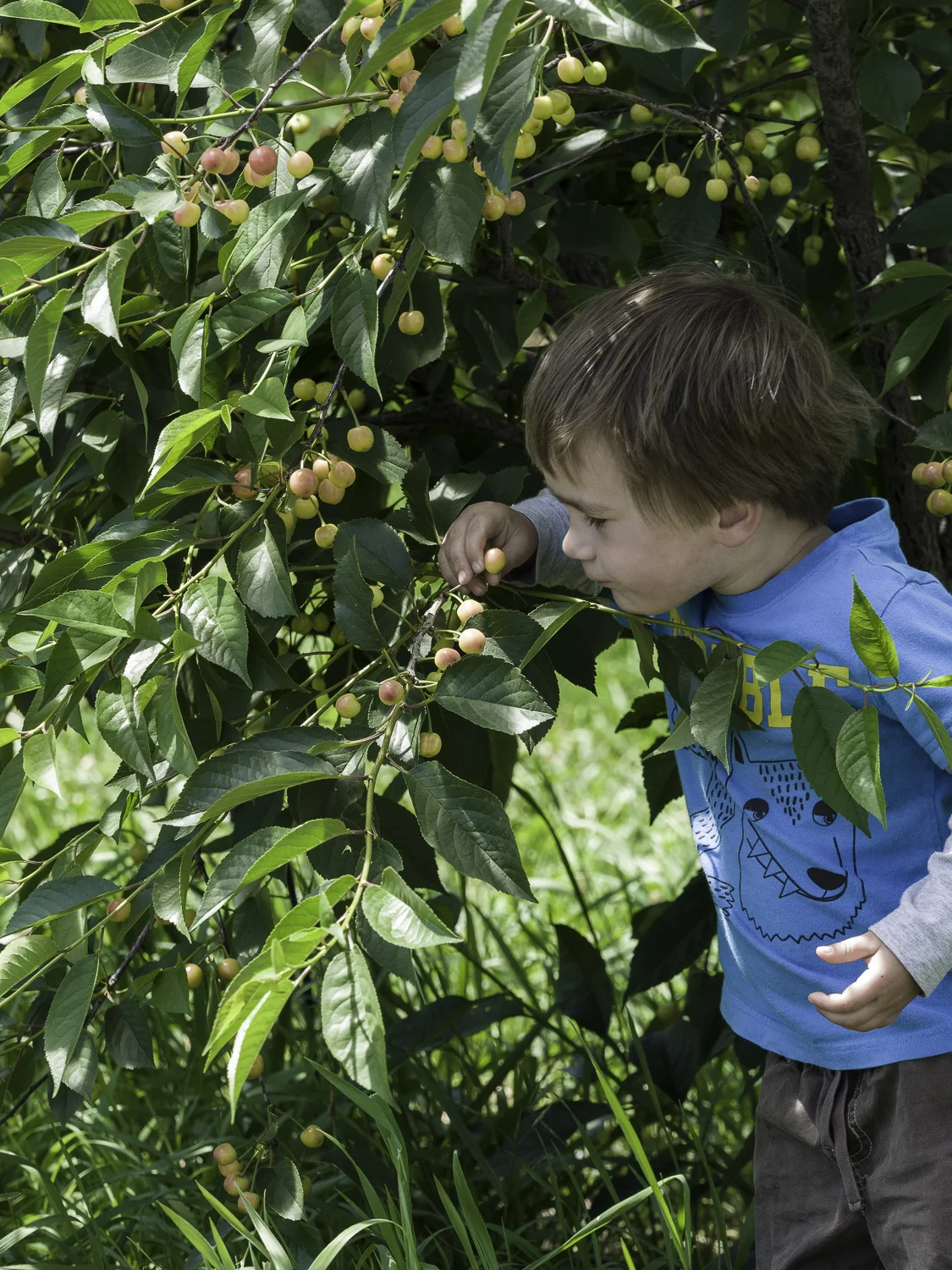 Rainier Cherries - Draper Girls Country Farm, OR