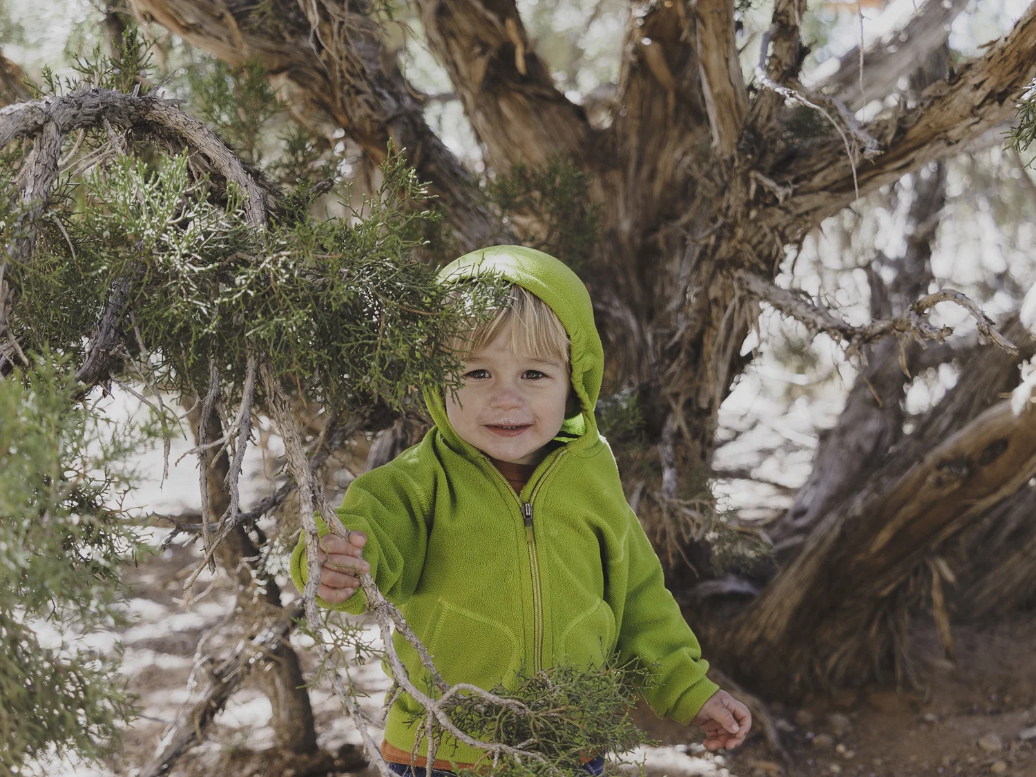 Cedar - Declan