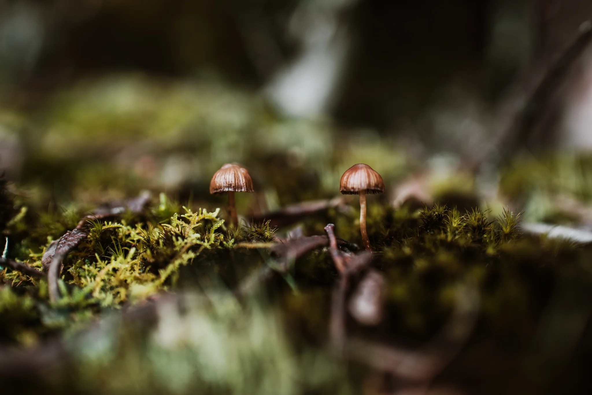 Just by moving myself to the left, I was able to get a balance with the mushrooms and from the top and bottom edges.