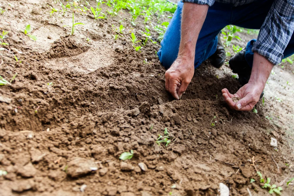 Garden-Planting.jpeg