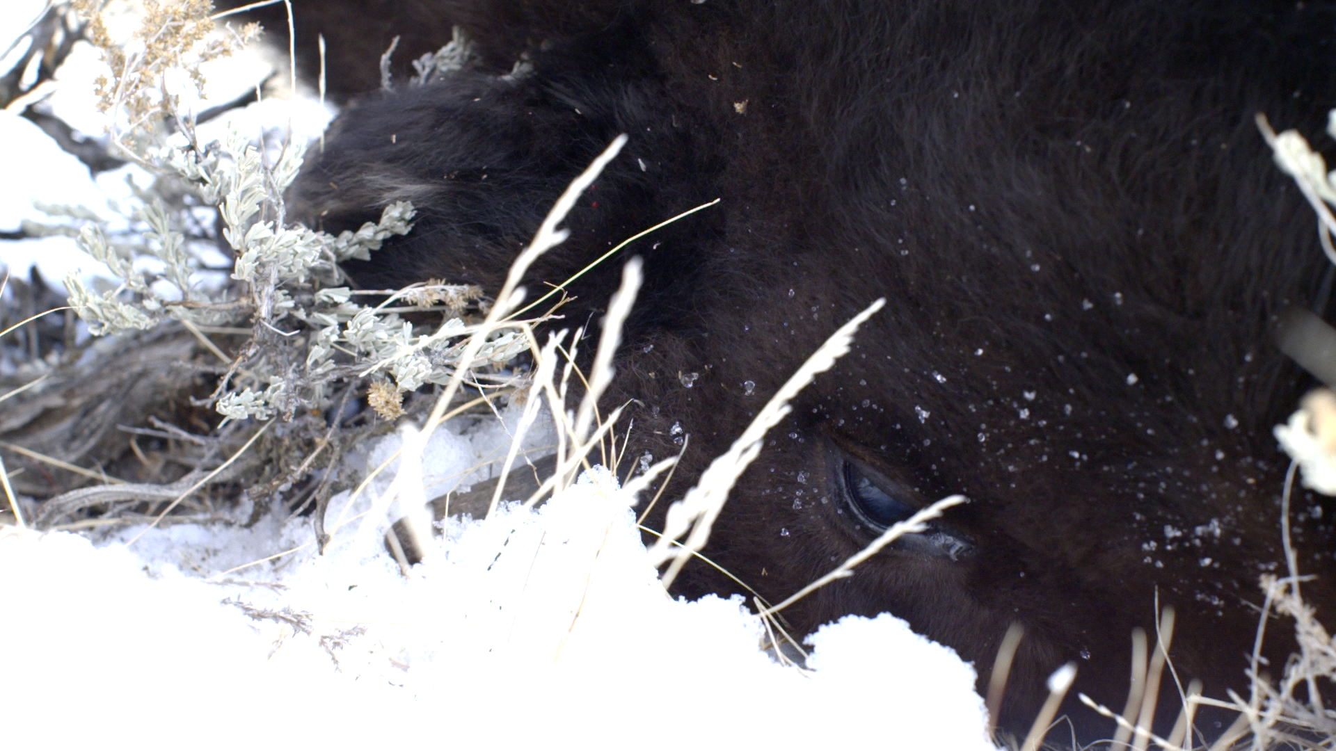 BISONHEAD
