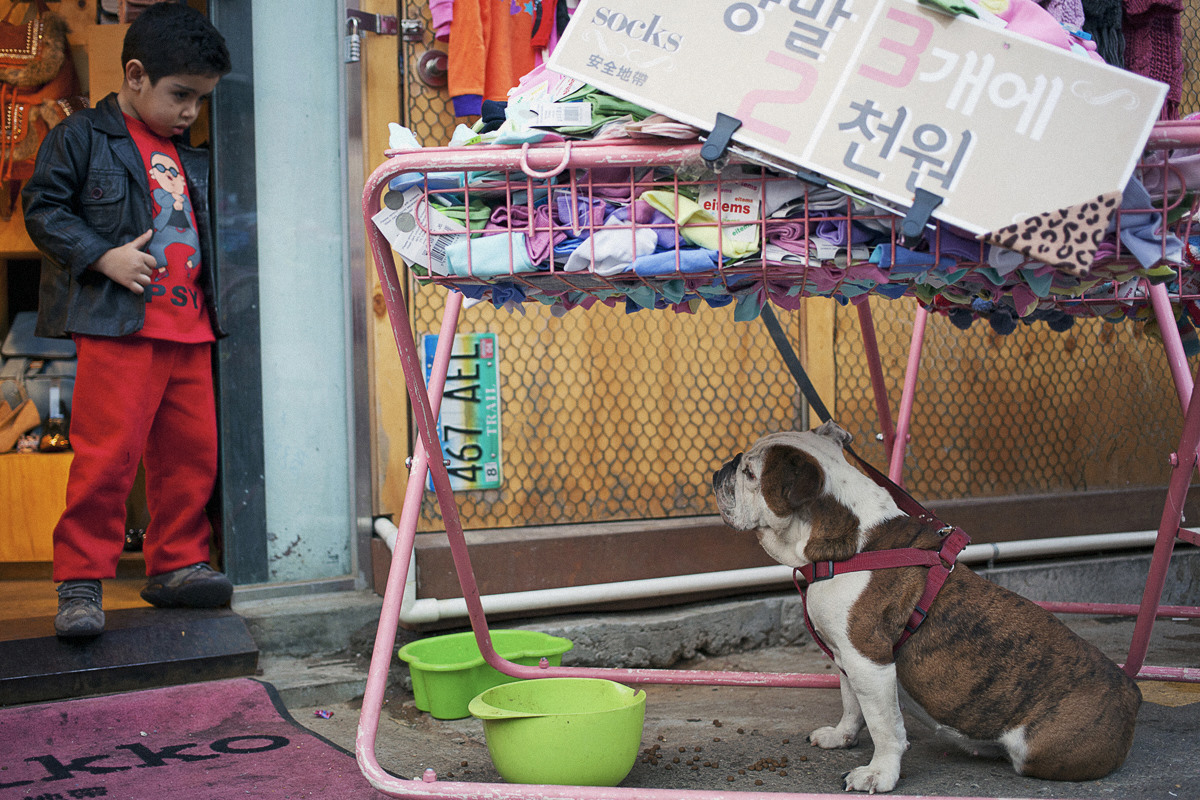 Dog and Boy in Seoul