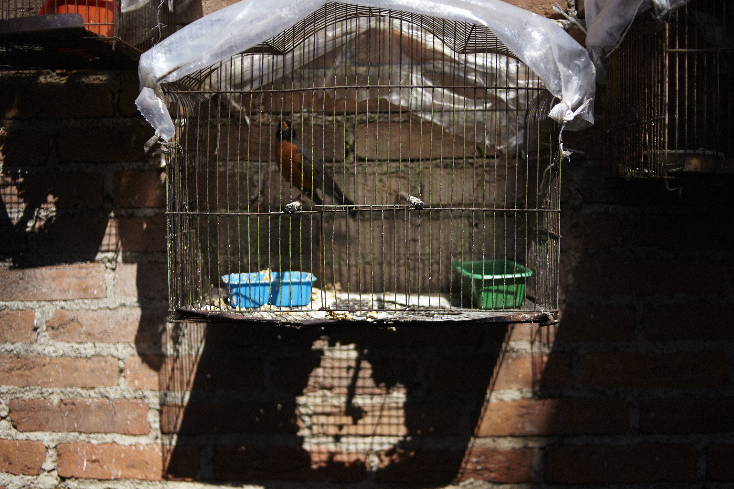 Birds at the Farm