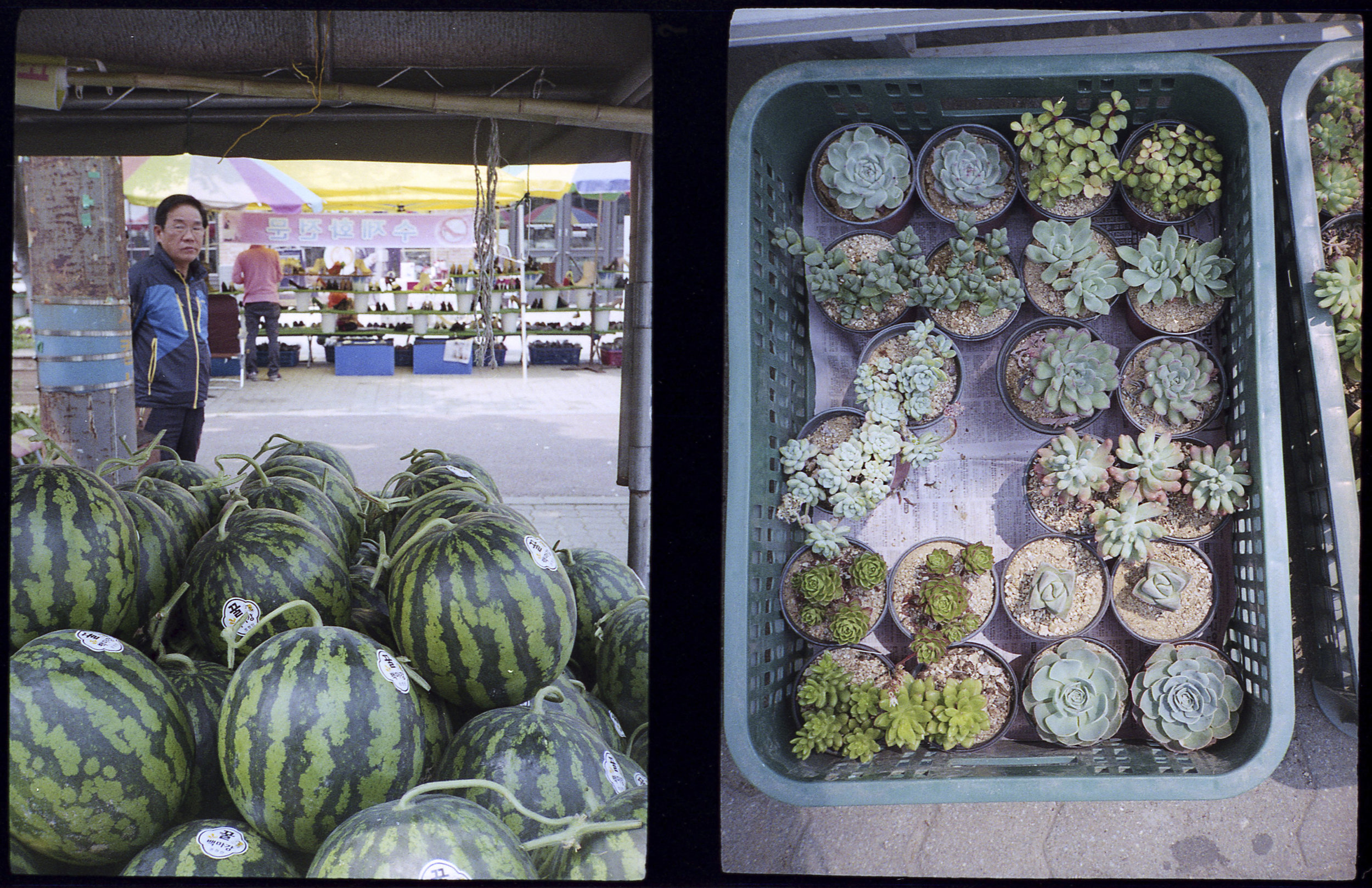 Watermelons and Succulents