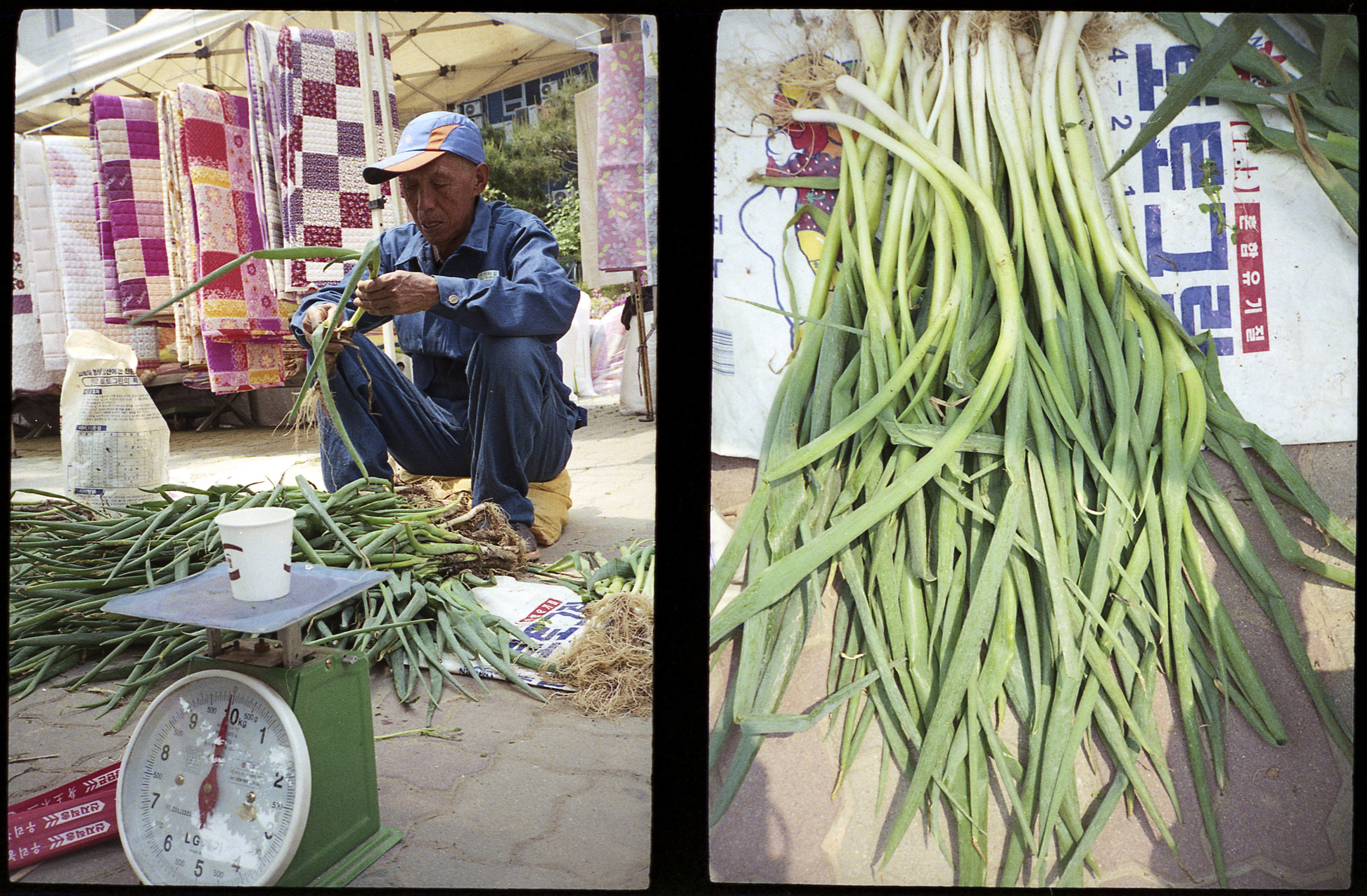 Scallions For Sale