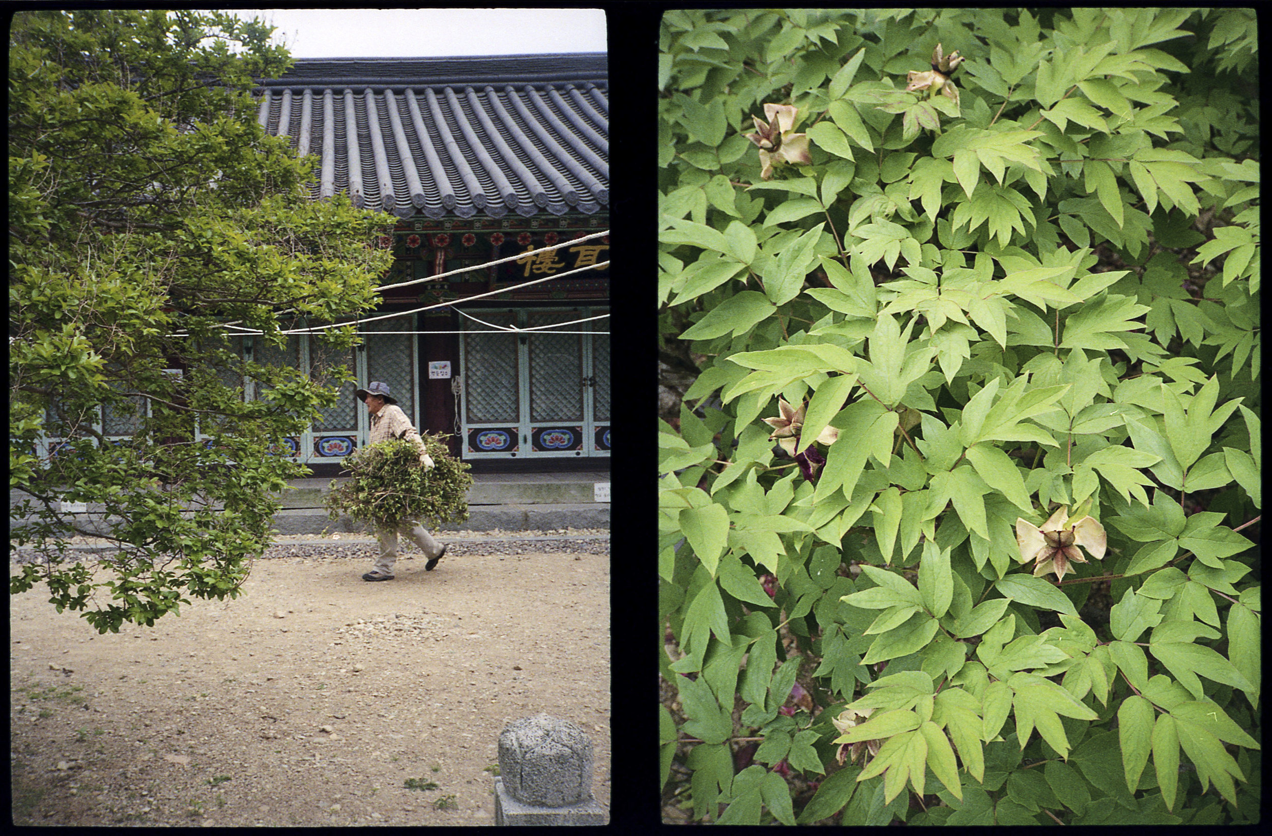 Buddhist Temple & Groundskeeper