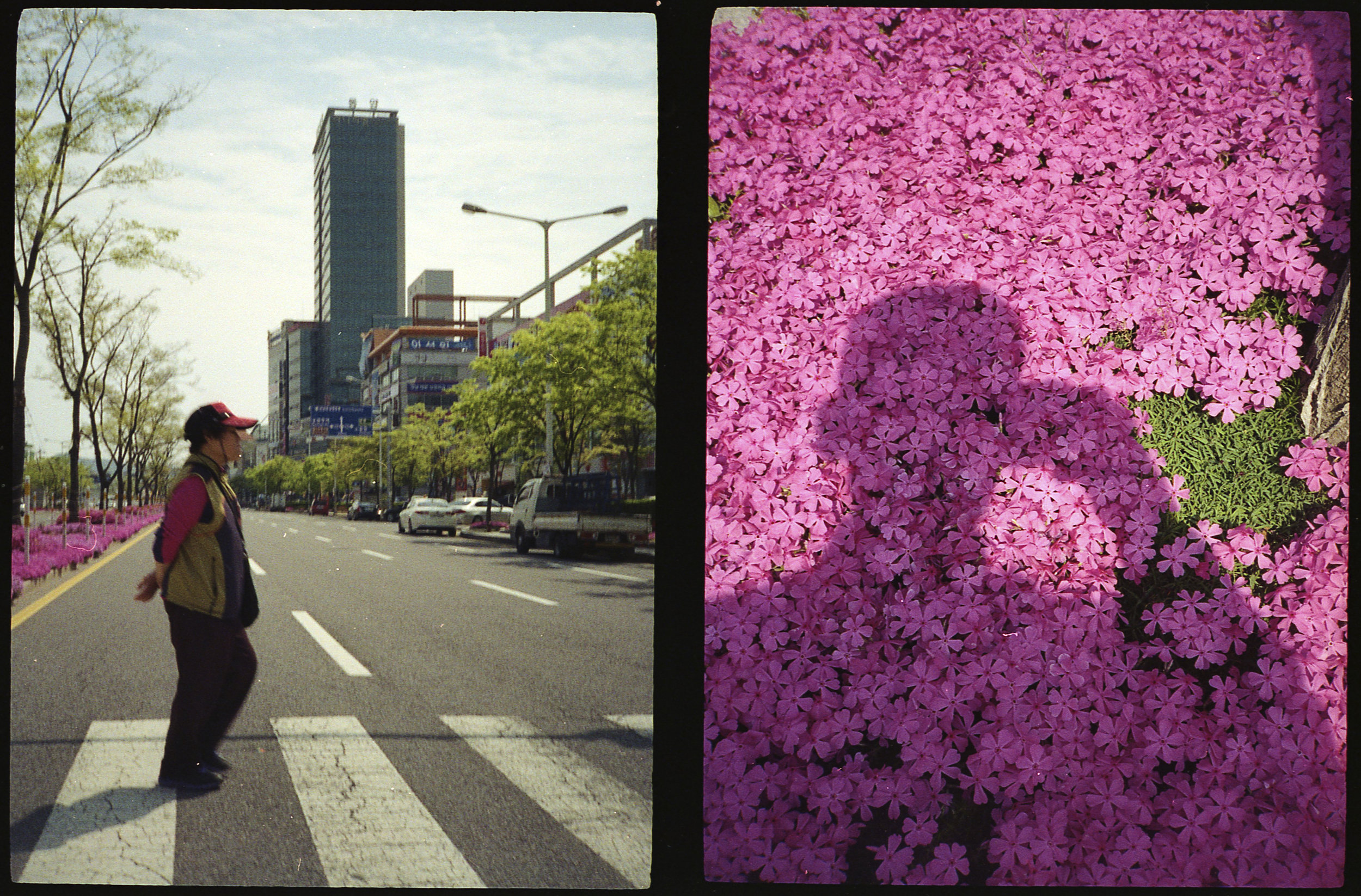 Crosswalk and Beautiful Flowers