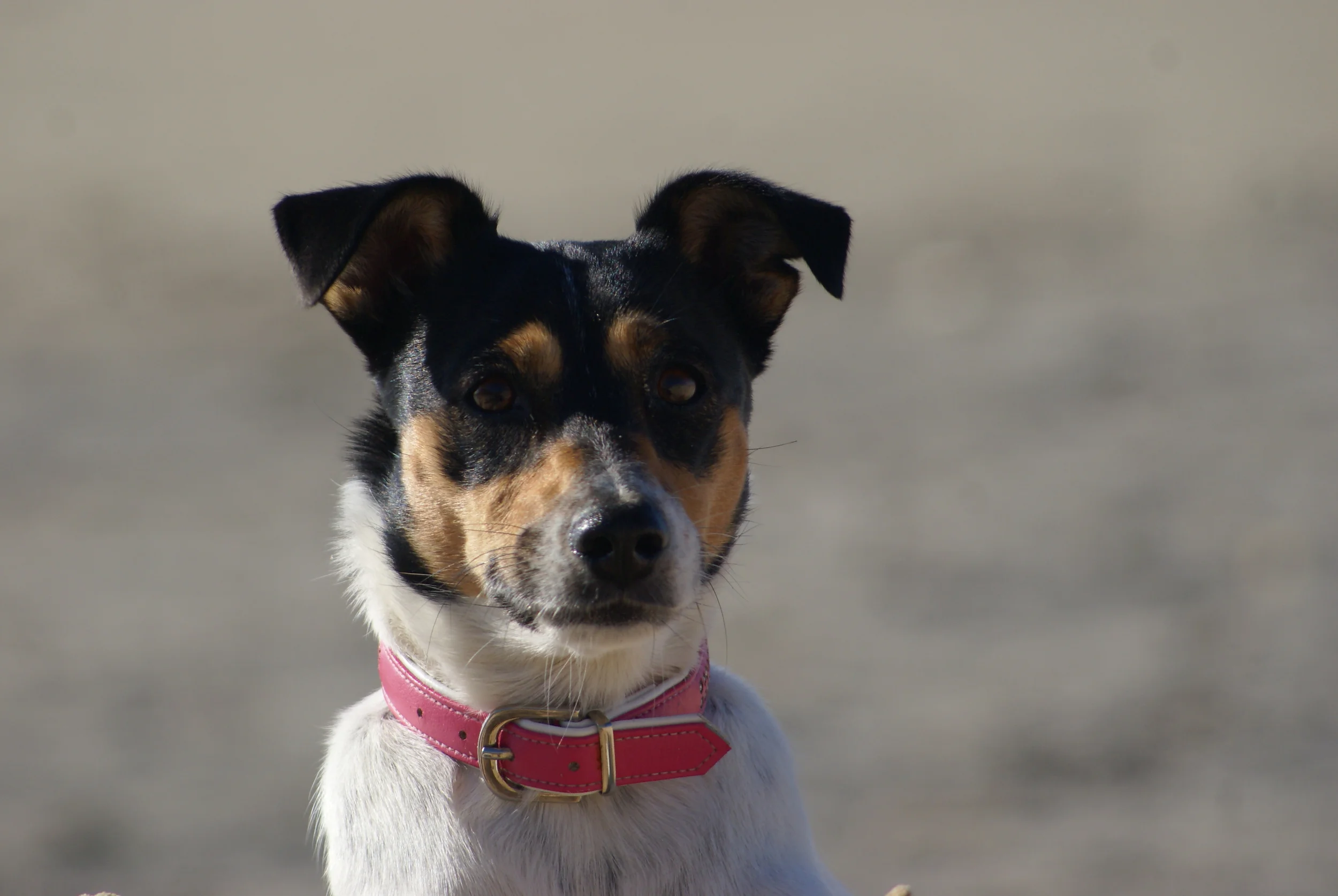 Anmeldungen sind ab sofort möglich !