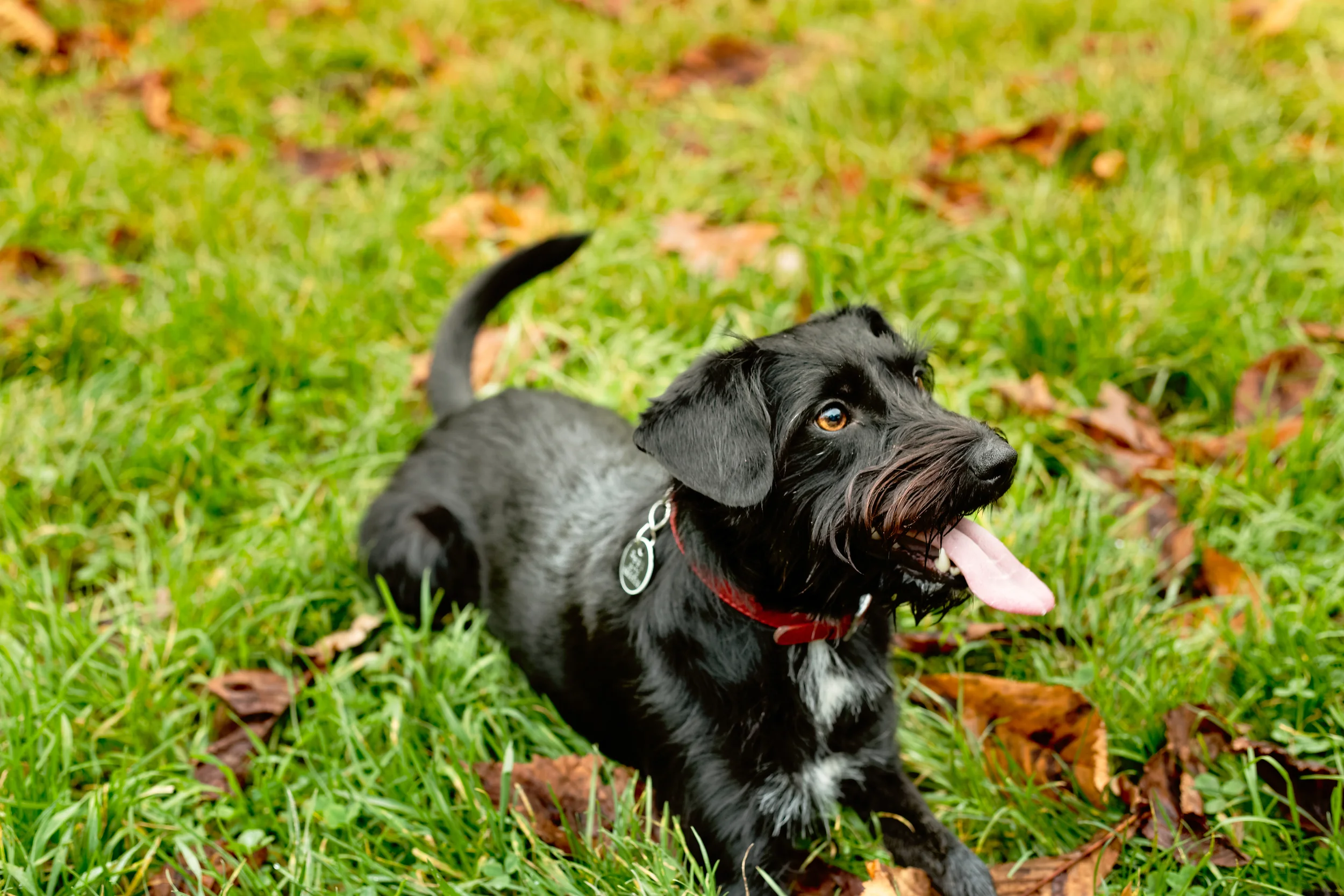 Willkommen bei www.belloberlini.de - Wir sind online!