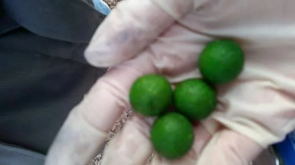 VORSICHT! Berliner aufgepasst - GIFTKÖDER