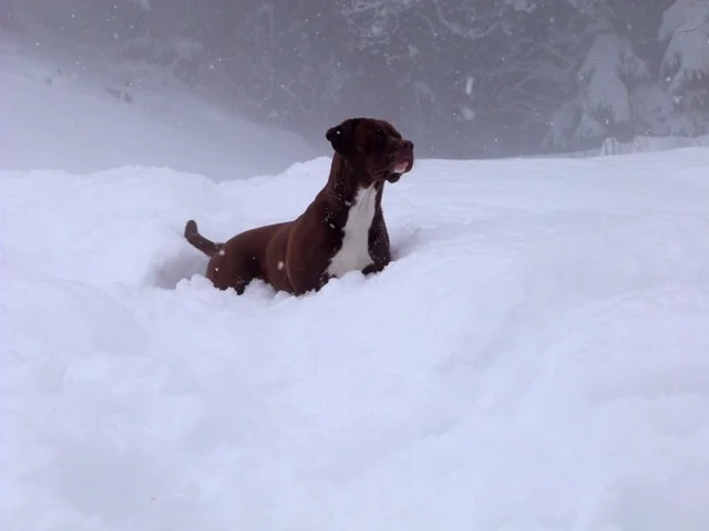 Hurra Winterurlaub! Aber was mach ich jetzt mit meinem Hund?