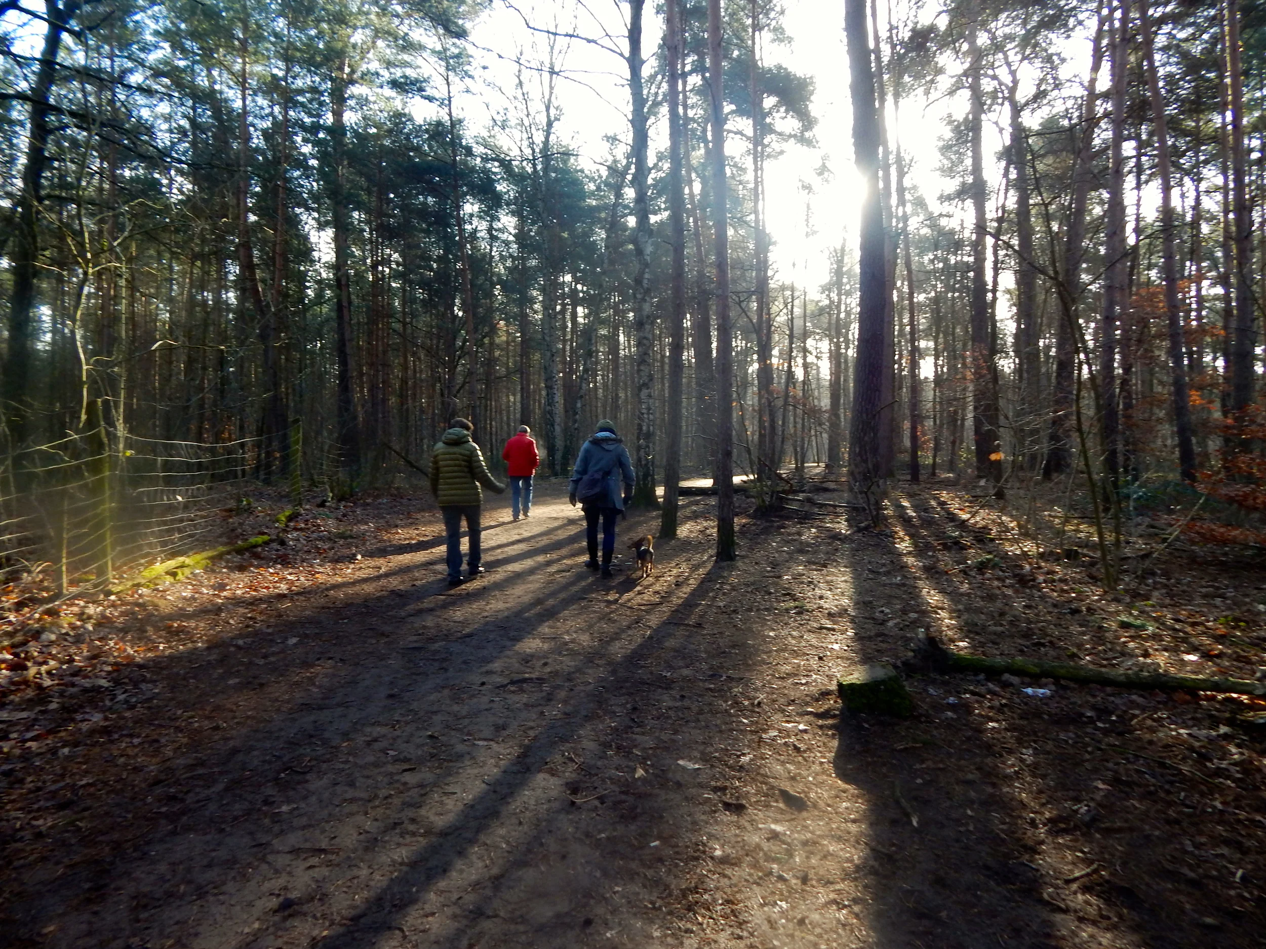 1. belloberlini Waldspaziergang 