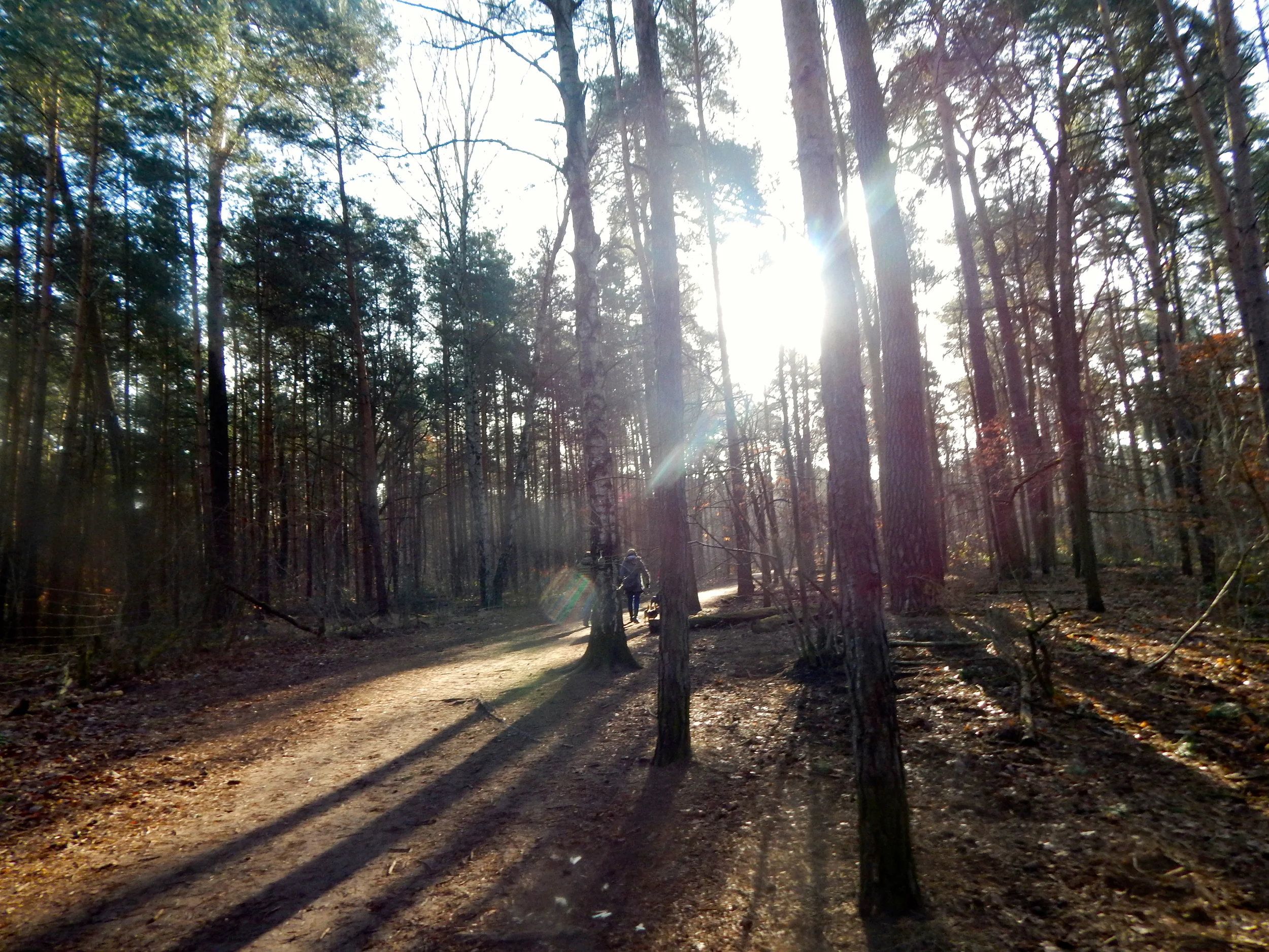 28.02.2015 Waldspaziergang 137.JPG